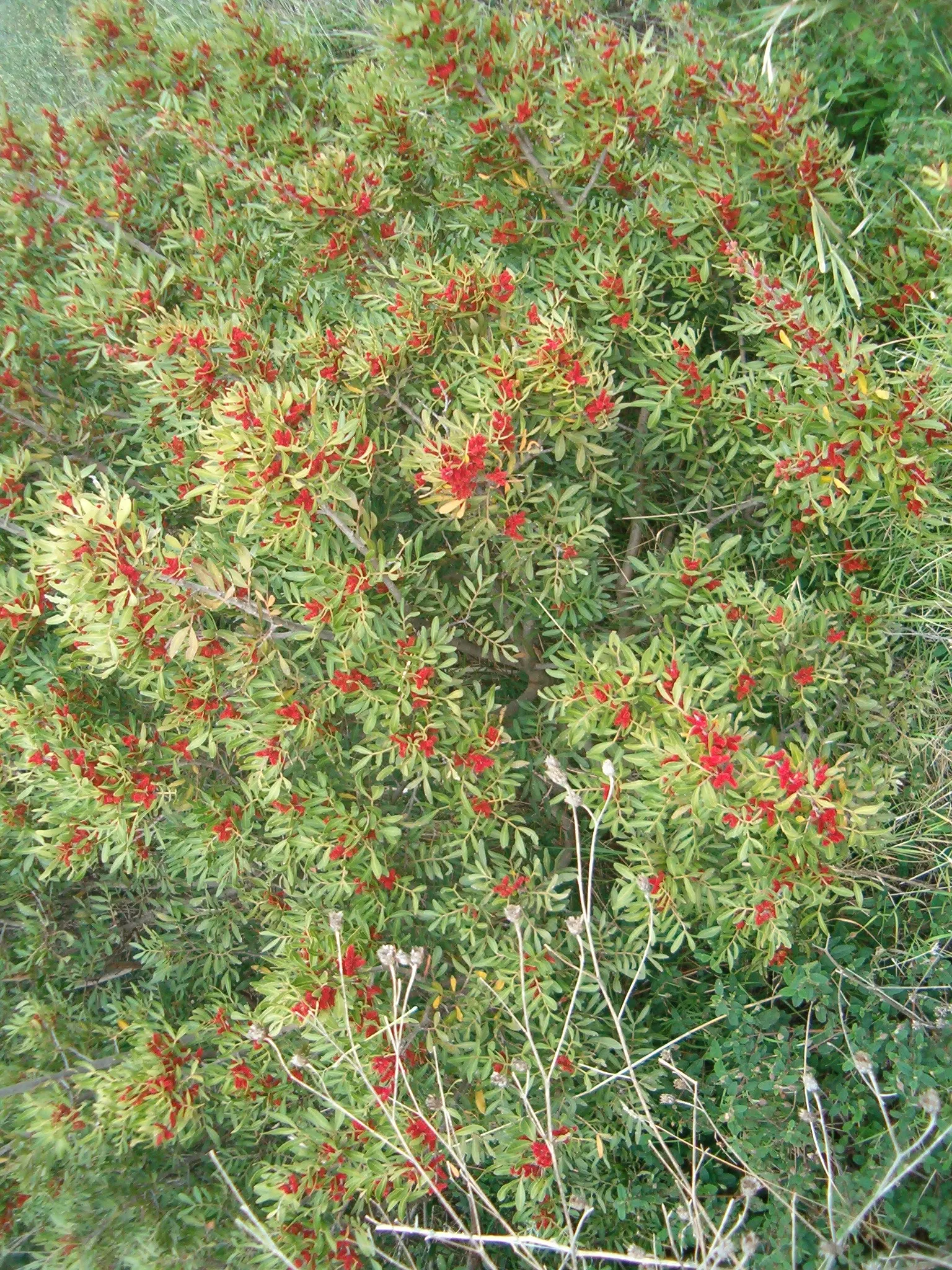 Mastic Tree (Pistacia Lentiscus) — Pistacia lentiscus, or Mastic Tree, is an evergreen native to the Mediterranean; it's drought-tolerant, preferring