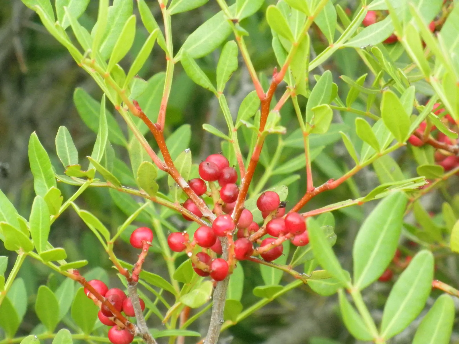Mastic Tree (Pistacia Lentiscus) — With its versatile nature and aesthetic appeal