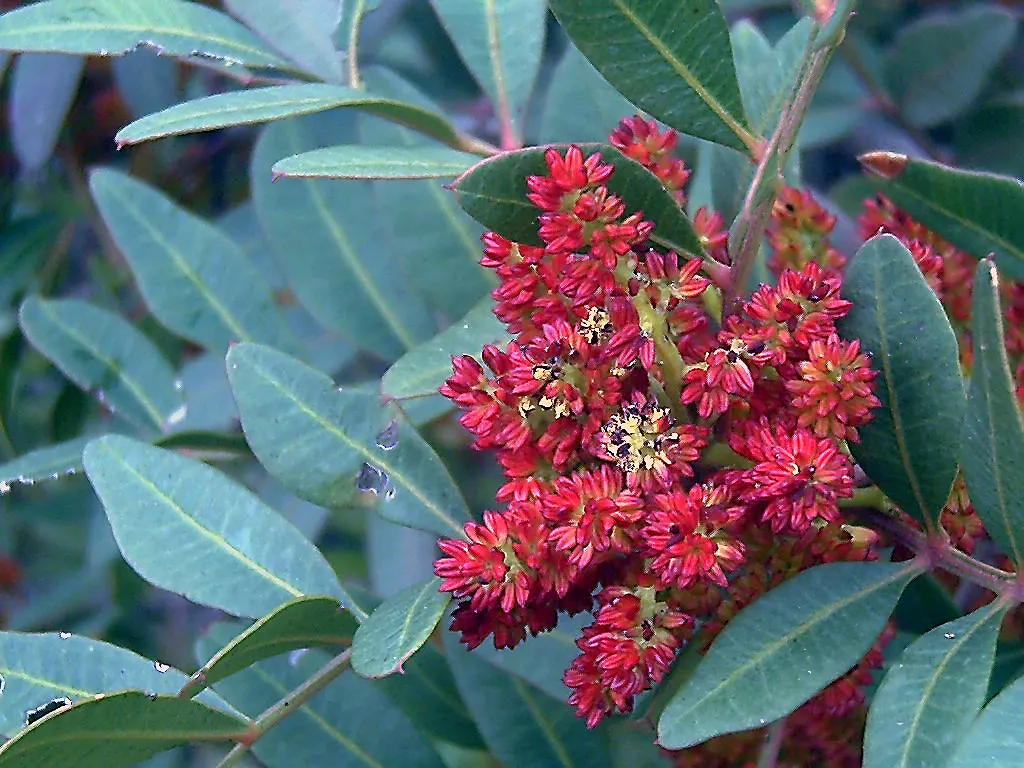 Mastic Tree (Pistacia Lentiscus) — offering a pleasing texture and color contrast against other garden elements; red to black drupe fruits may appear