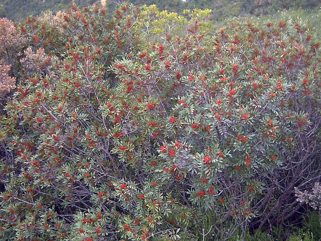 Mastic Tree (Pistacia Lentiscus) — arranged alternately along the stems; the Mastic Tree typically achieves a height of 10 to 20 feet with a similar spread