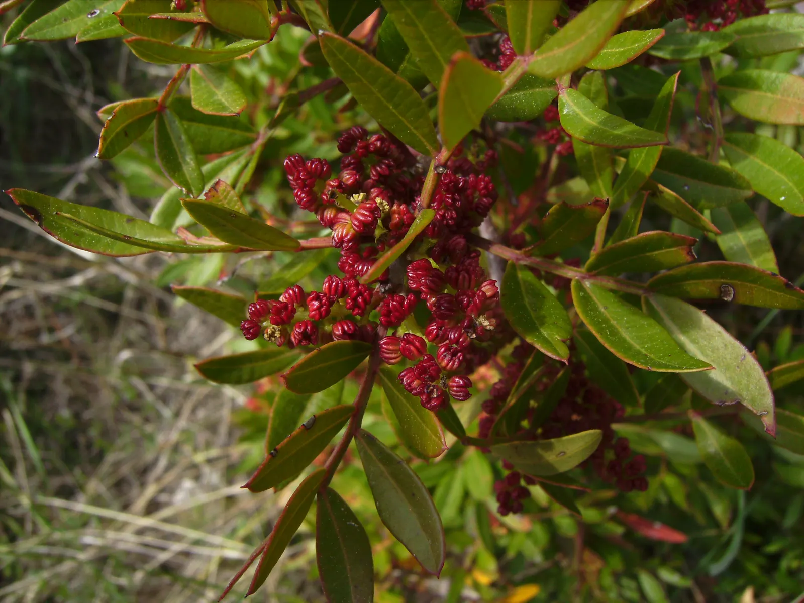 Mastic Tree (Pistacia Lentiscus) — Ideal for xeriscaping or as a windbreak; it's drought-tolerant, preferring well-drained soils