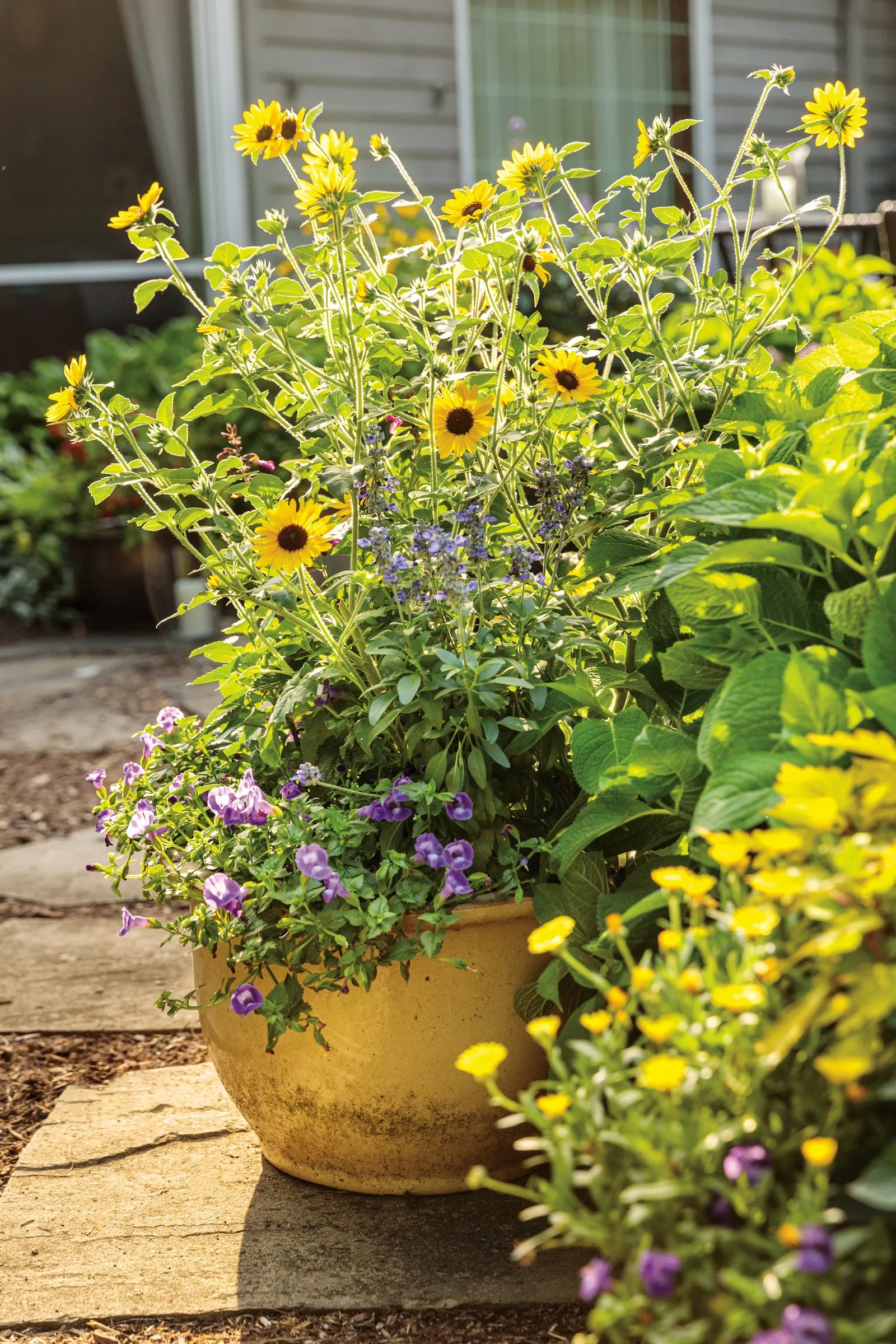 Large Violet Wishbone Flower (Torenia) — Proven Winners - Summer Wave® Trailing Large Violet - Wishbone Flower - Torenia purple plant details; a vibrant