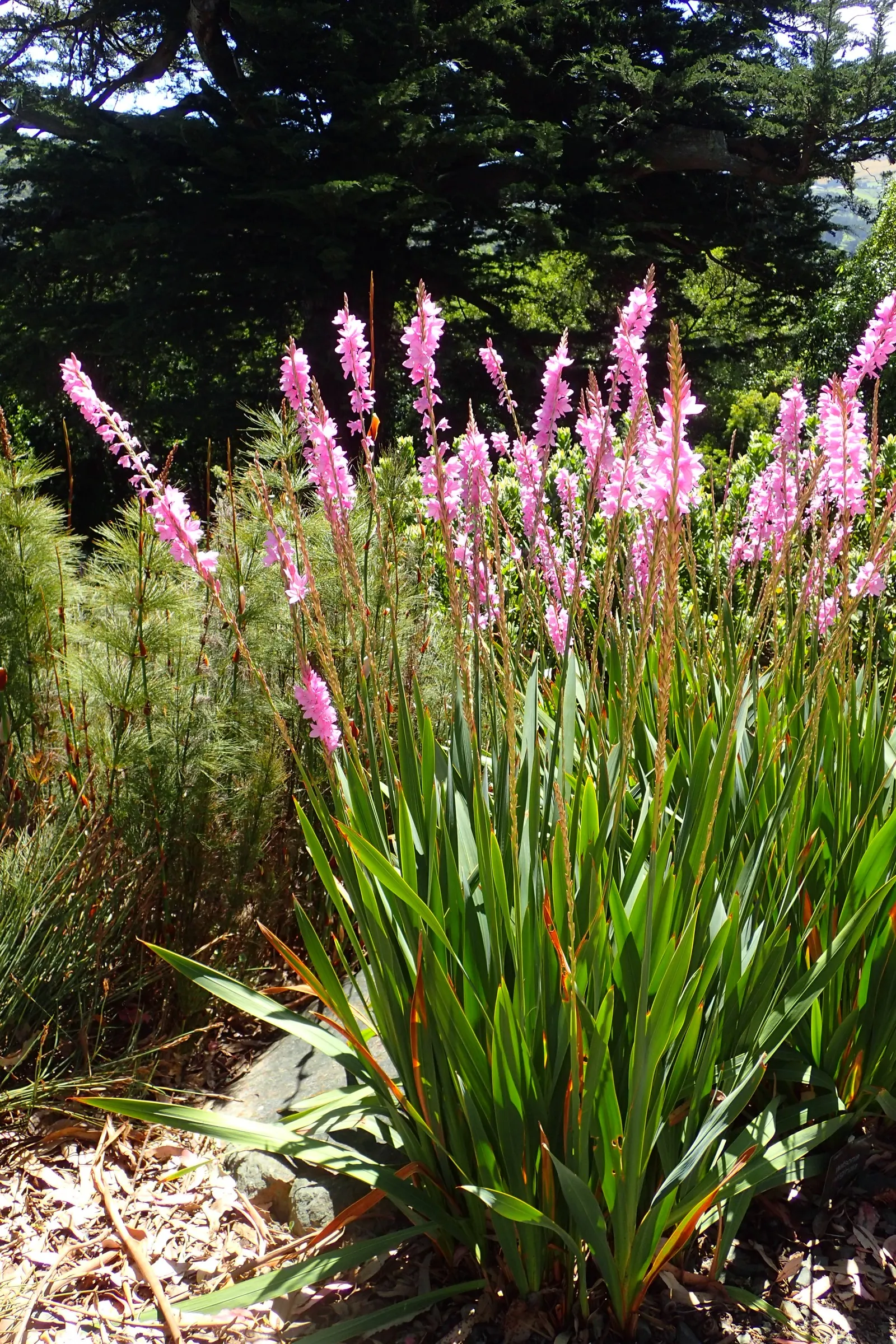 Watsonia, Fragrant Bugle-Lily (Watsonia Marginata) — commonly referred to as the Fragrant Bugle-lily