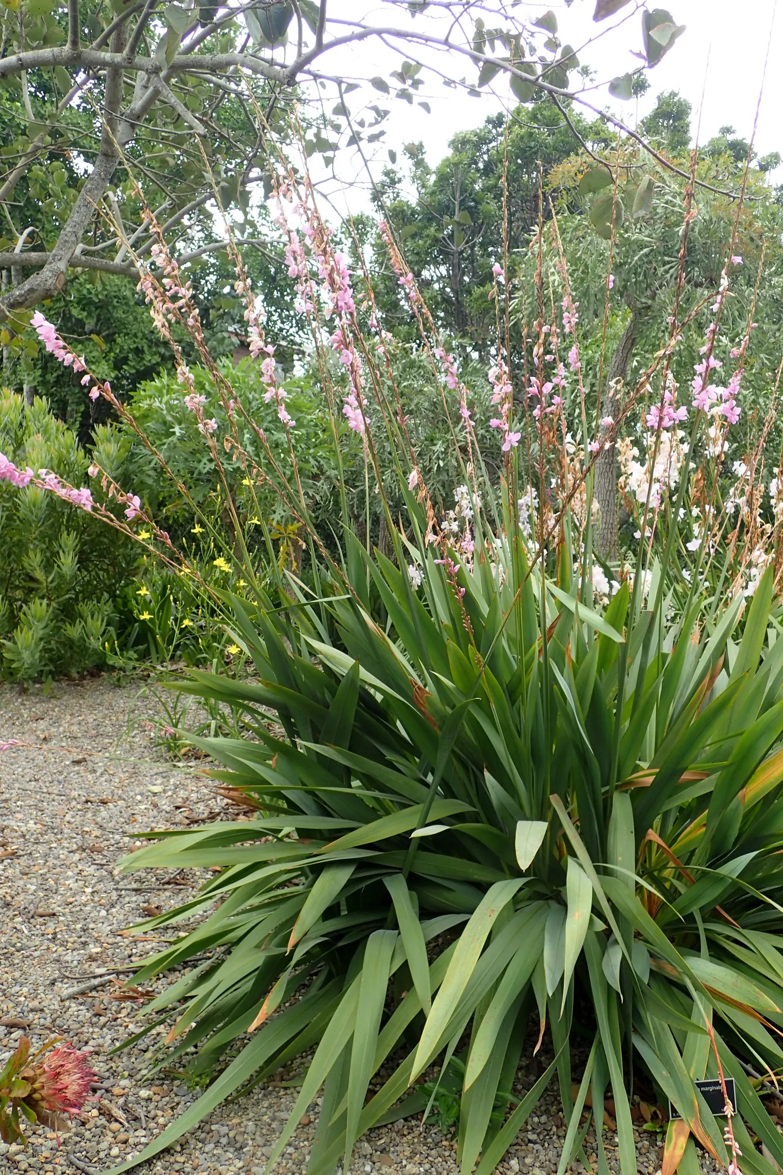 Watsonia, Fragrant Bugle-Lily (Watsonia Marginata) — Watsonia marginata thrives in hardiness zones 8 to 10