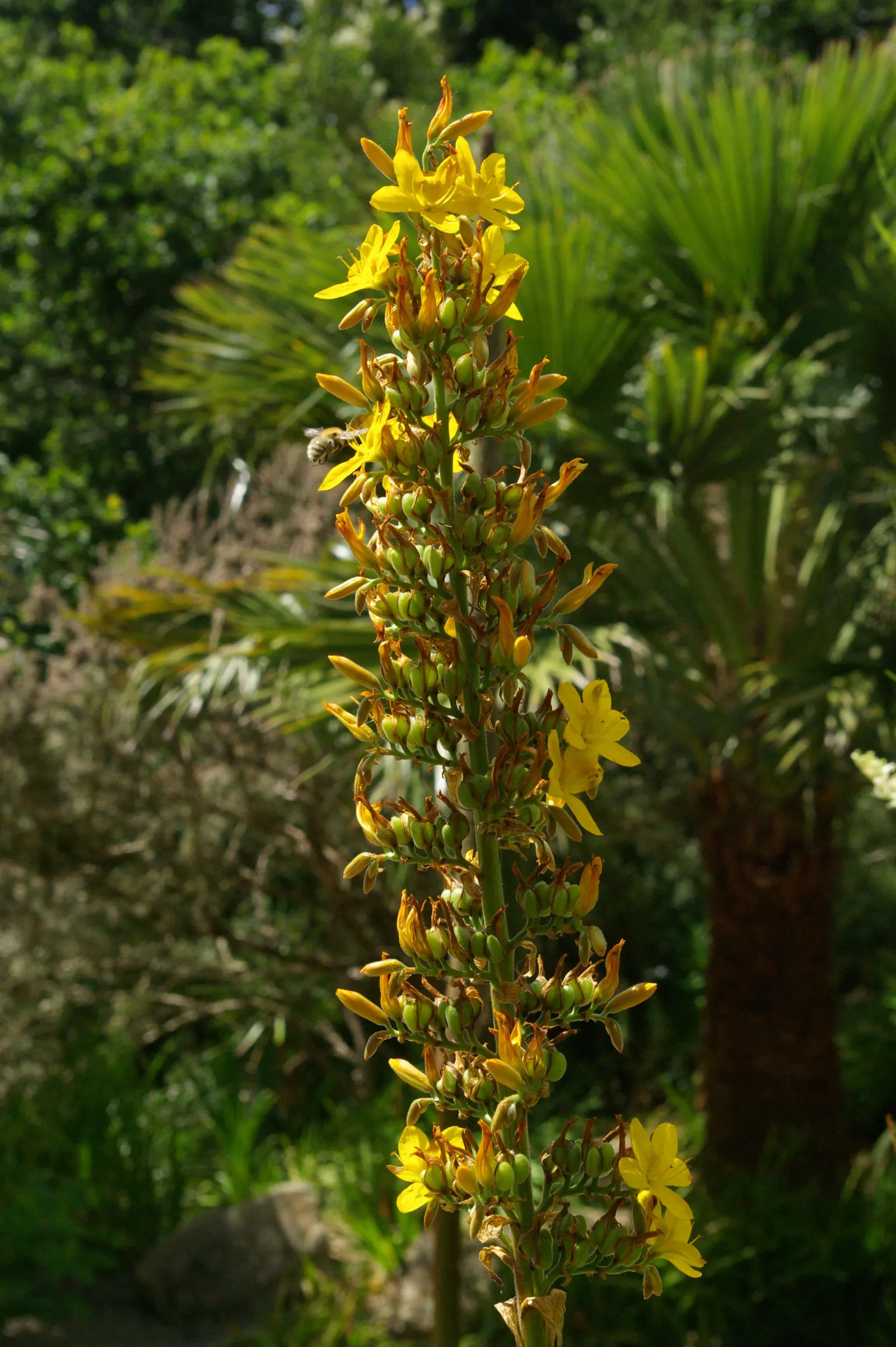 Watsonia, Fragrant Bugle-Lily (Watsonia Marginata) — Blooming in late spring to summer