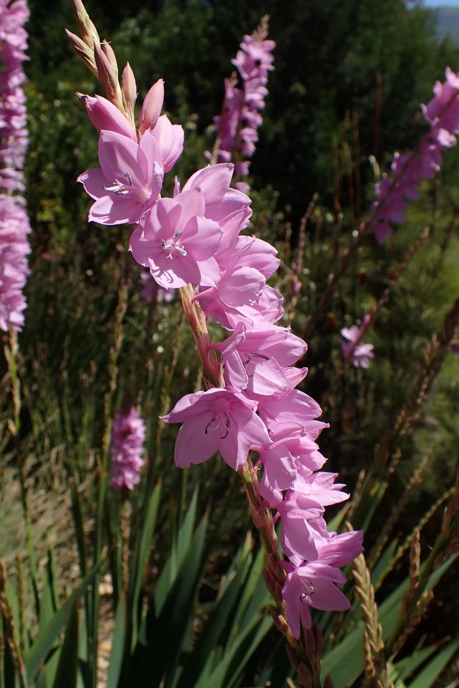 Watsonia, Fragrant Bugle-Lily (Watsonia Marginata) — they add height and vibrant hues of pink and white to garden borders or as a focal point