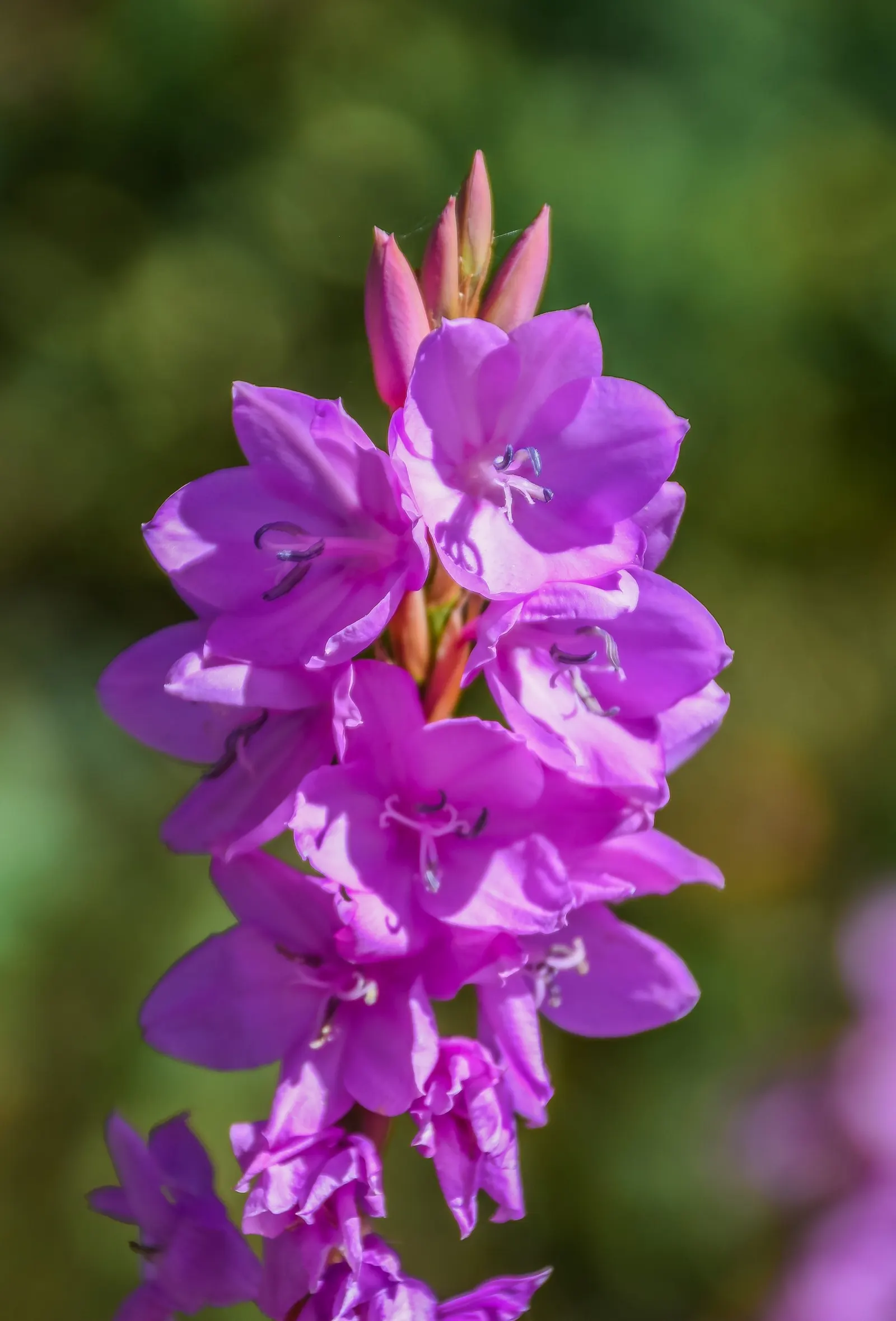 Watsonia, Fragrant Bugle-Lily (Watsonia Marginata) — sweet fragrance that can enhance the sensory experience of your garden.<br><br>Native to South Africa