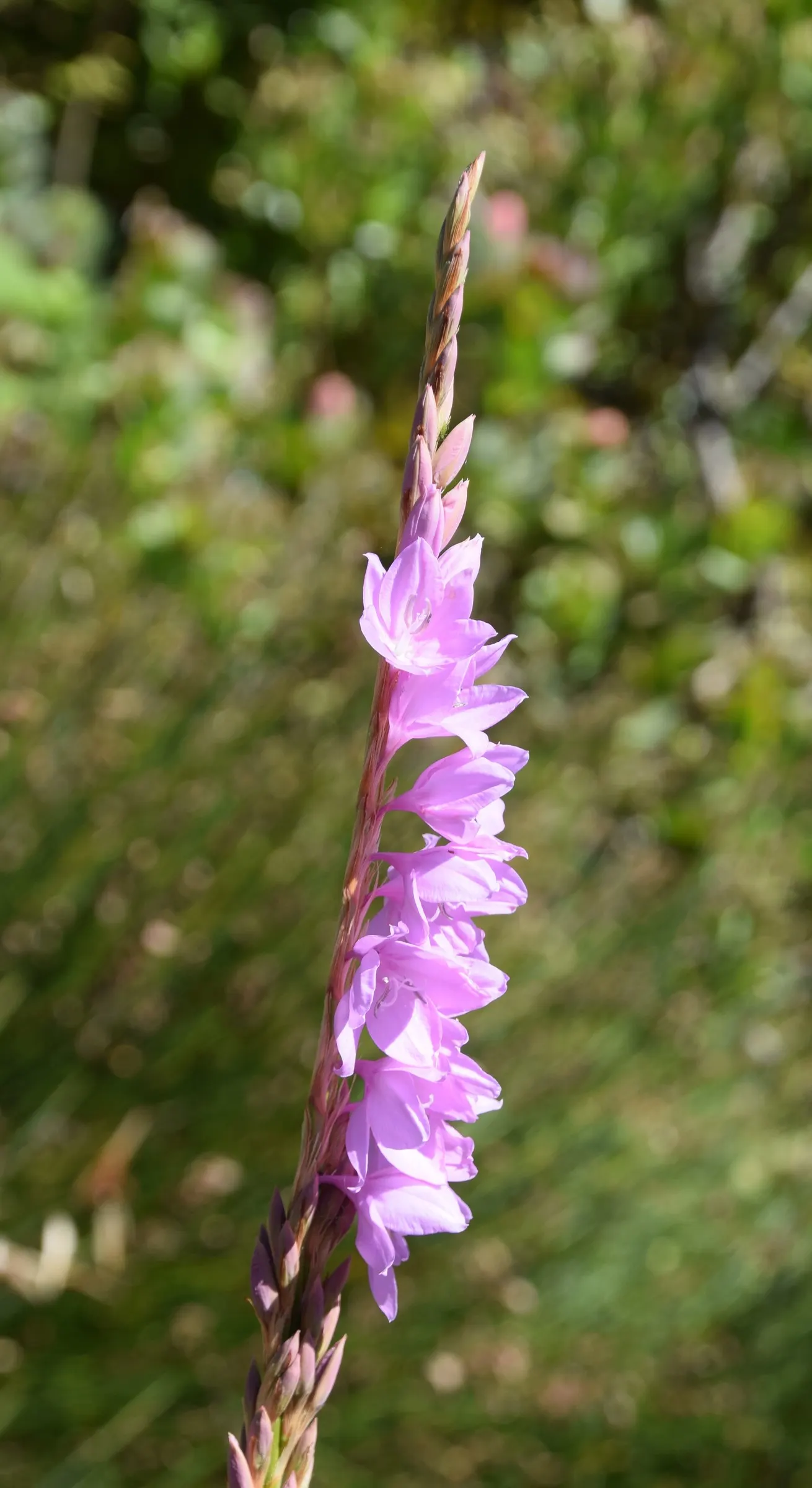 Watsonia, Fragrant Bugle-Lily (Watsonia Marginata) — it flourishes under full sunlight