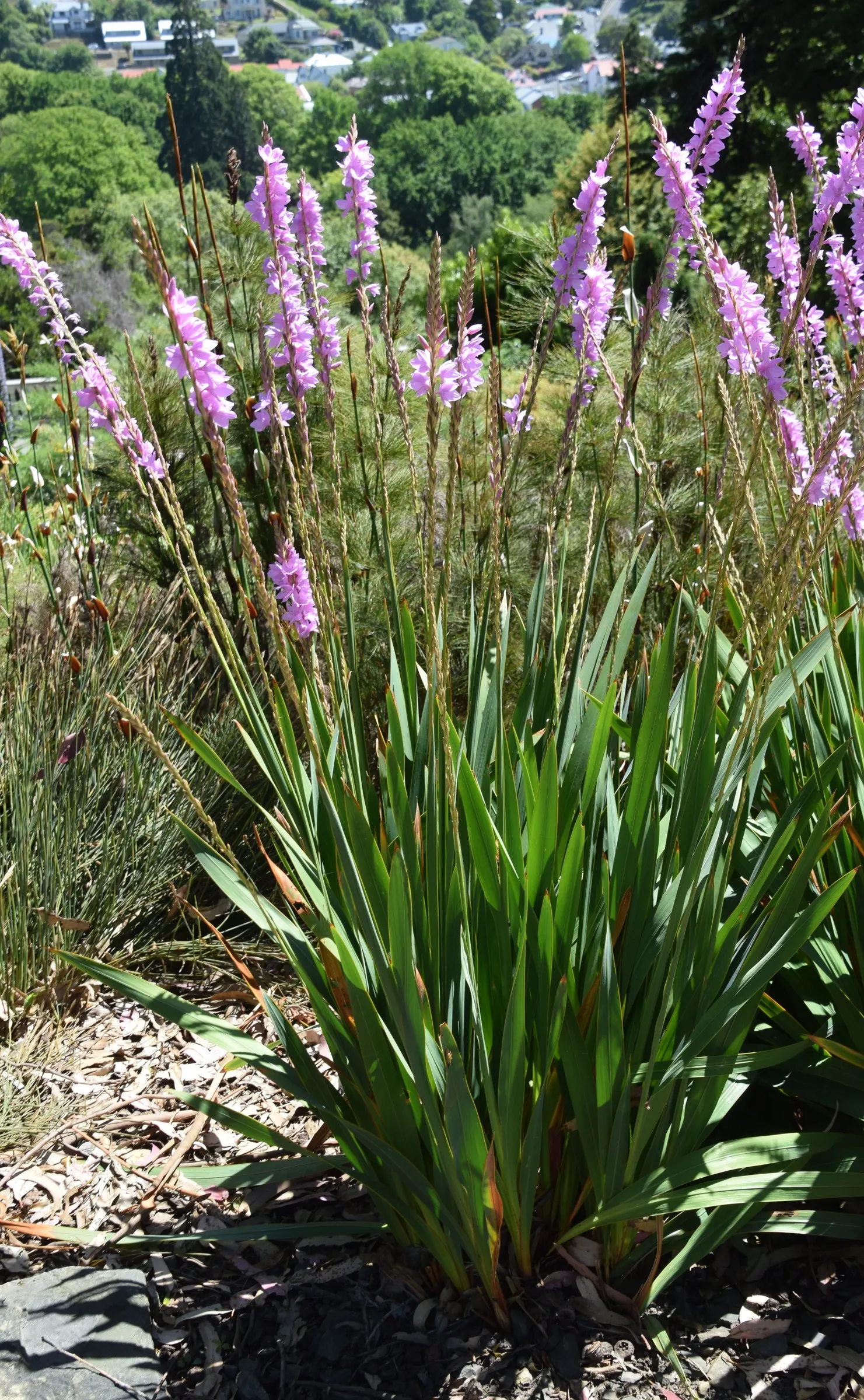 Watsonia, Fragrant Bugle-Lily (Watsonia Marginata) — and while it tolerates partial shade