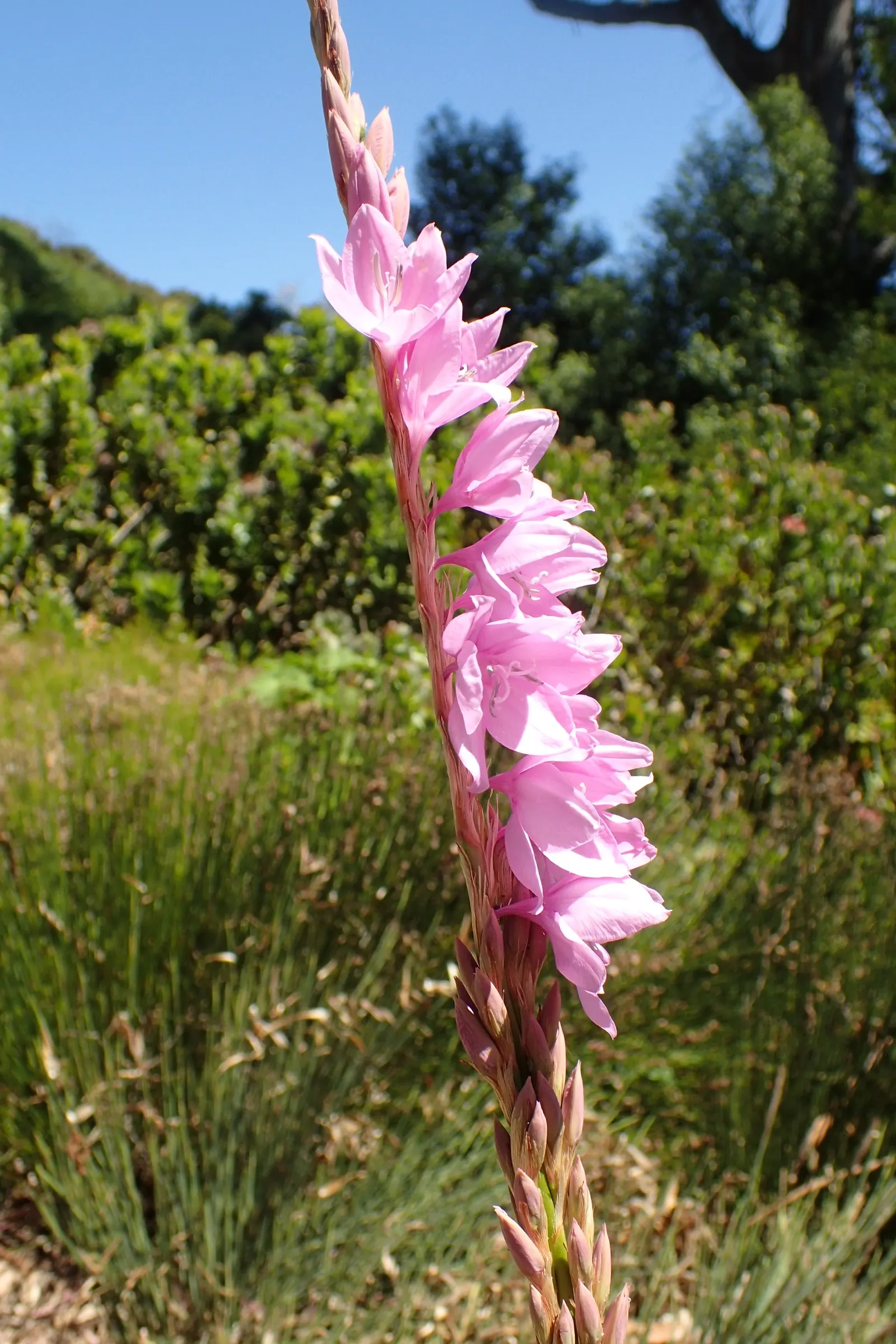 Watsonia, Fragrant Bugle-Lily (Watsonia Marginata) — Its towering spikes of trumpet-shaped flowers