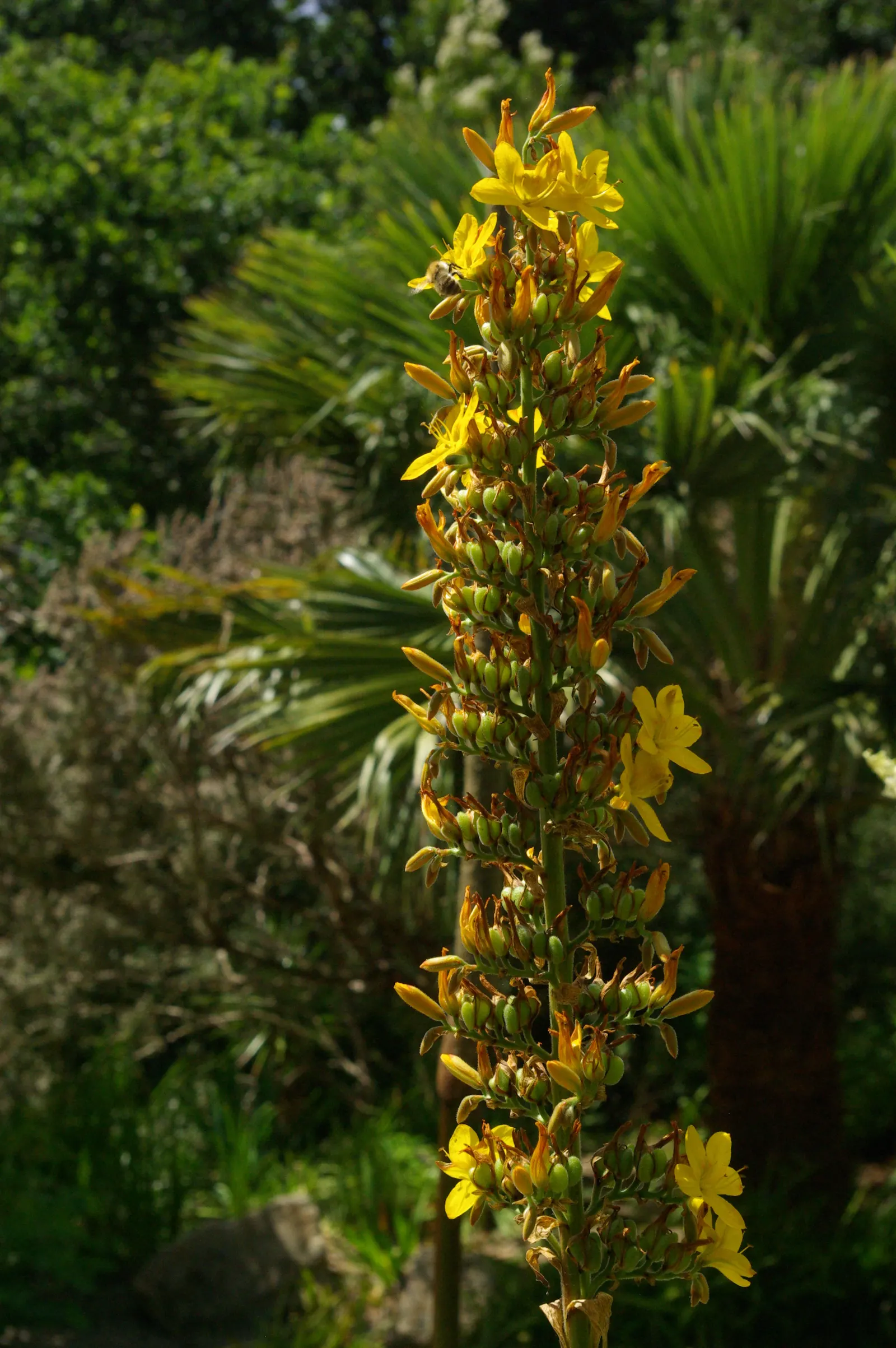 Watsonia, Fragrant Bugle-Lily (Watsonia Marginata) — They flourish in full sun to partial shade and well-drained soil