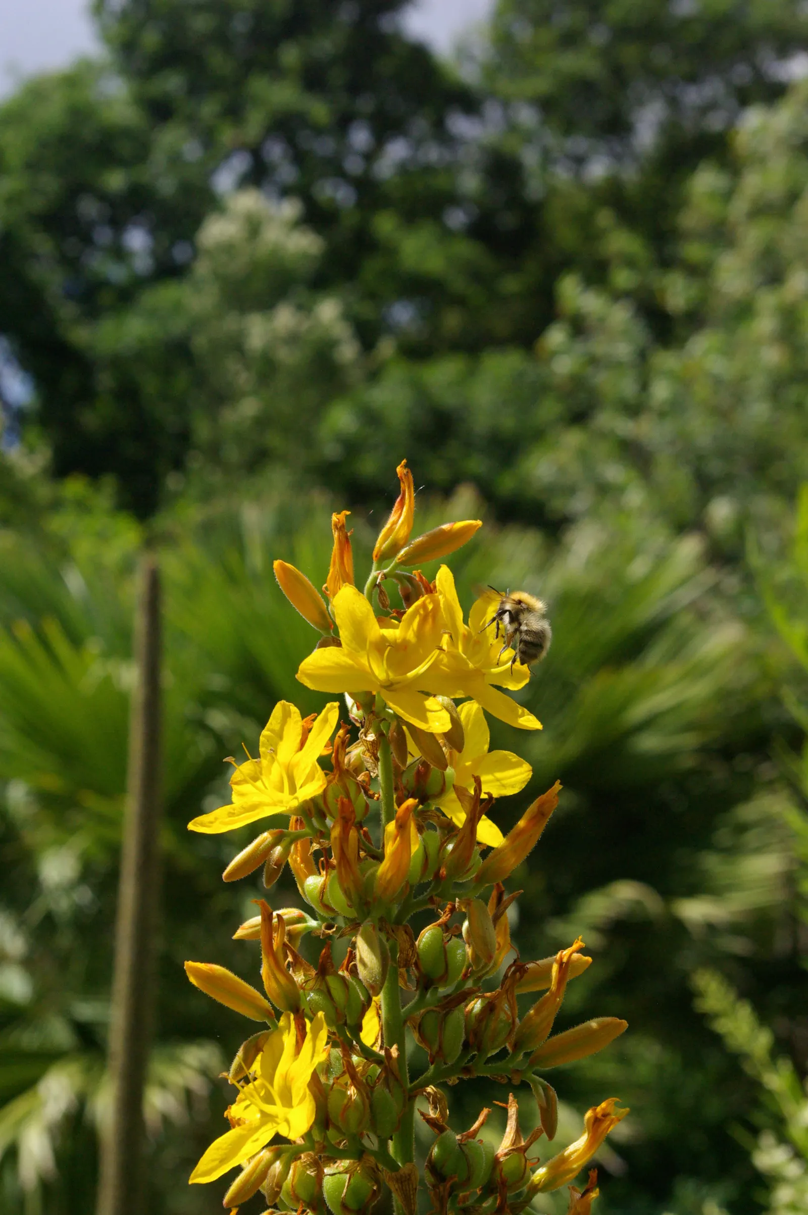 Watsonia, Fragrant Bugle-Lily (Watsonia Marginata) — either from rainfall or manual watering