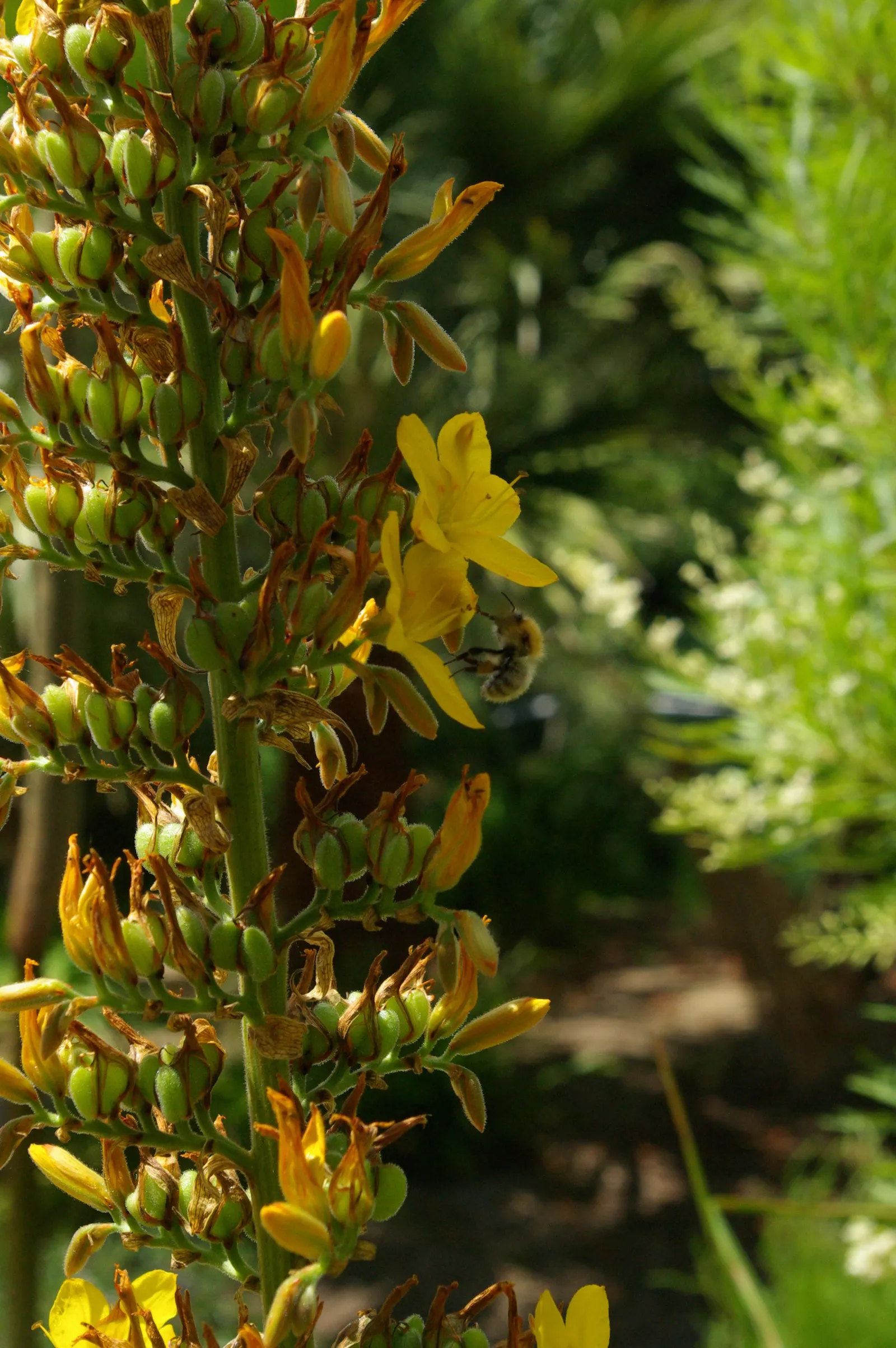Watsonia, Fragrant Bugle-Lily (Watsonia Marginata) — This perennial bulbous plant benefits from approximately 1 inch of water per week