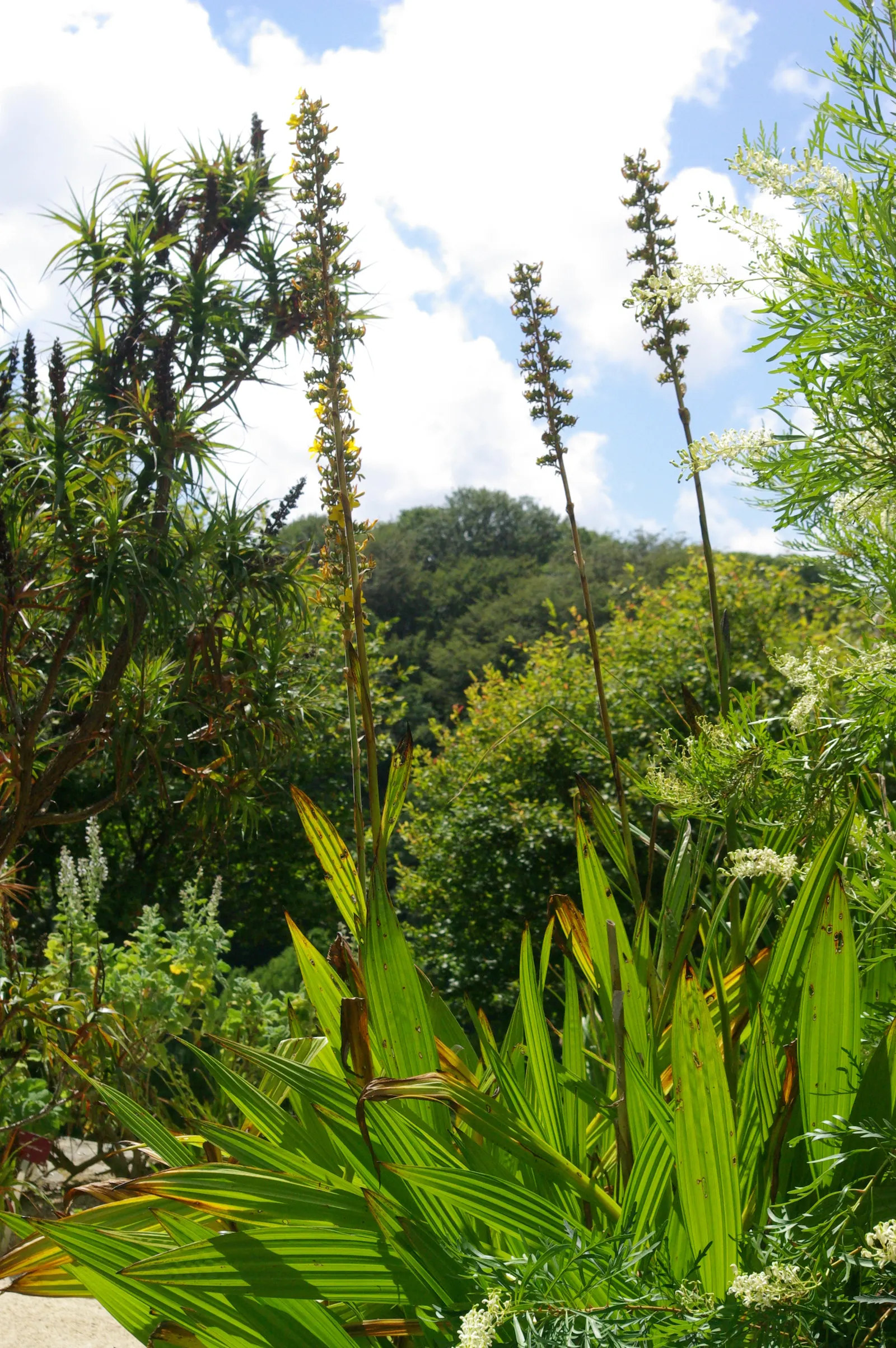 Watsonia, Fragrant Bugle-Lily (Watsonia Marginata) — The flowers themselves typically offer a delightful array of colors such as pink
