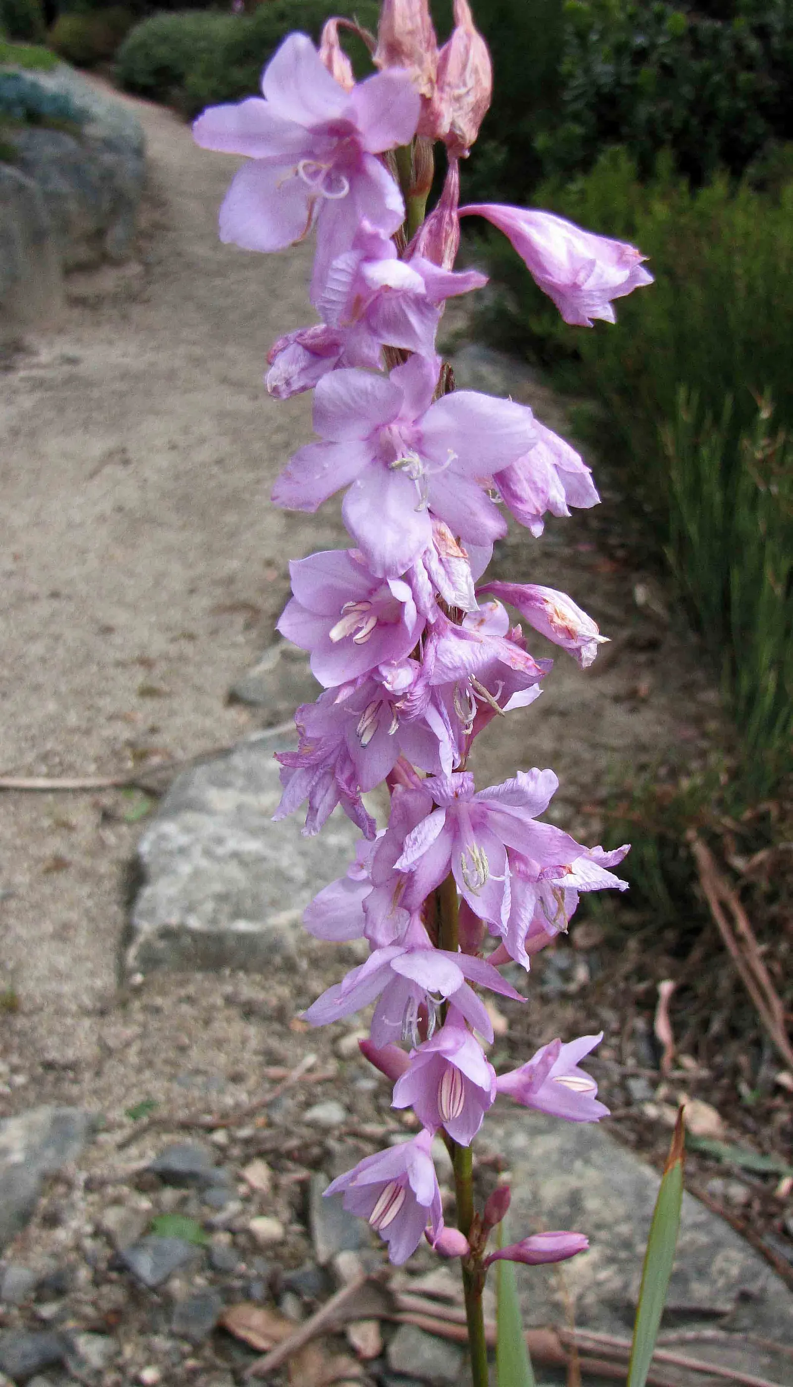 Watsonia, Fragrant Bugle-Lily (Watsonia Marginata) — is an impressive and elegant addition to any garden setting