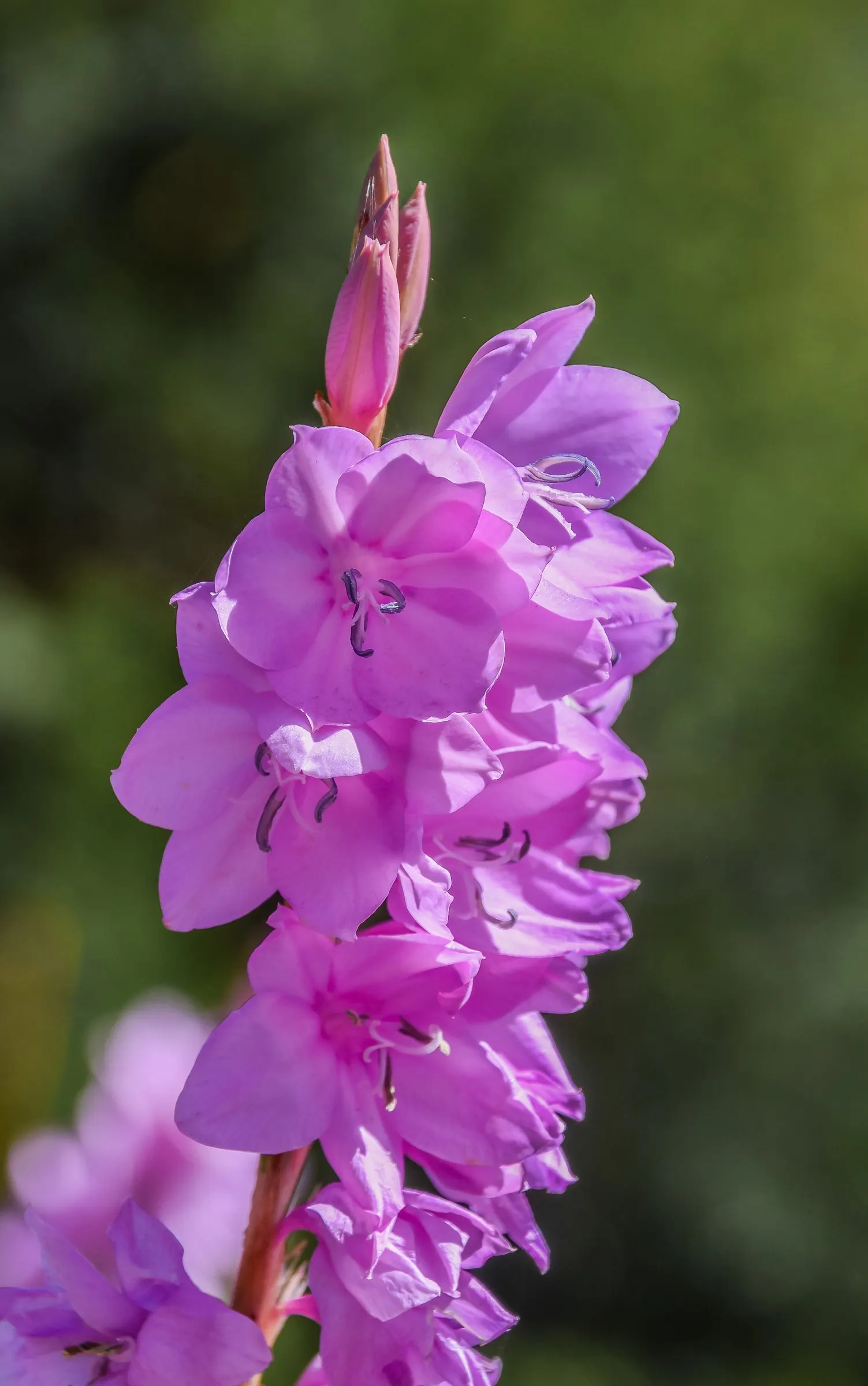 Watsonia, Fragrant Bugle-Lily (Watsonia Marginata) — Watsonia marginata, or Fragrant Bugle-Lily, is a dazzling perennial native to South Africa
