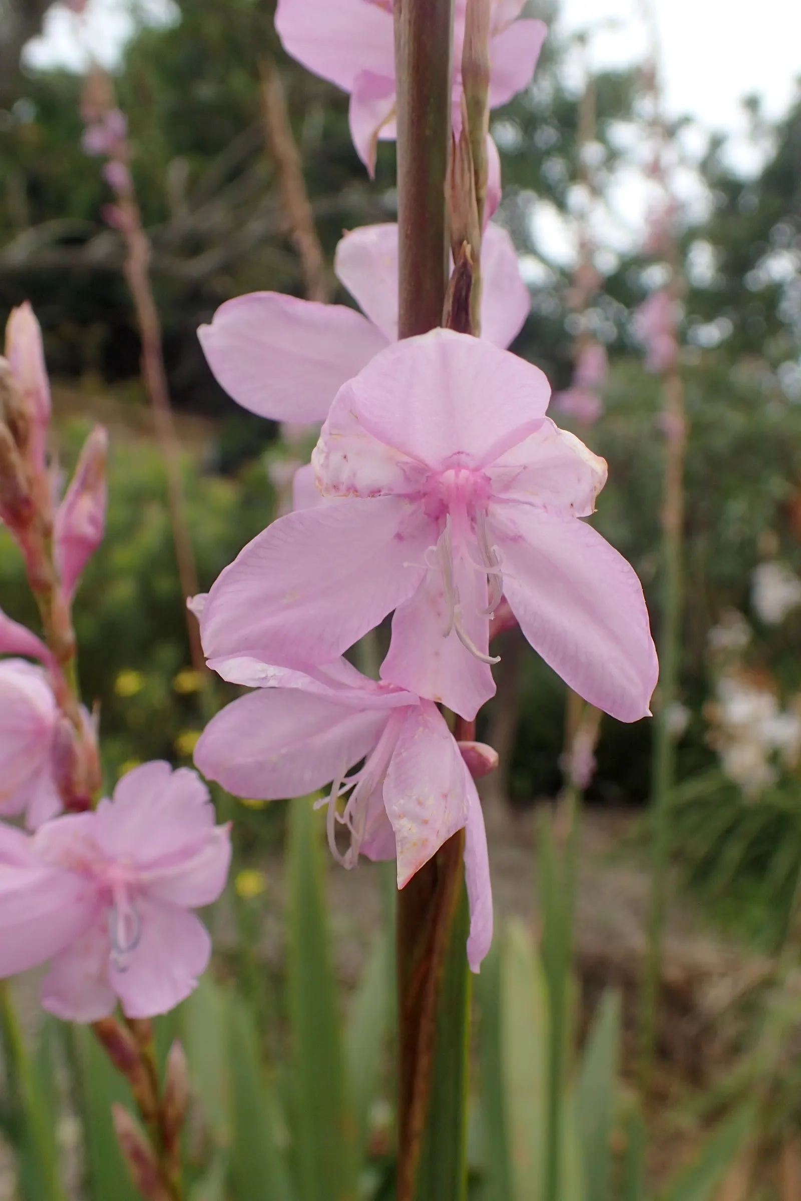 Watsonia, Fragrant Bugle-Lily (Watsonia Marginata) — which can reach heights between 4 to 6 feet
