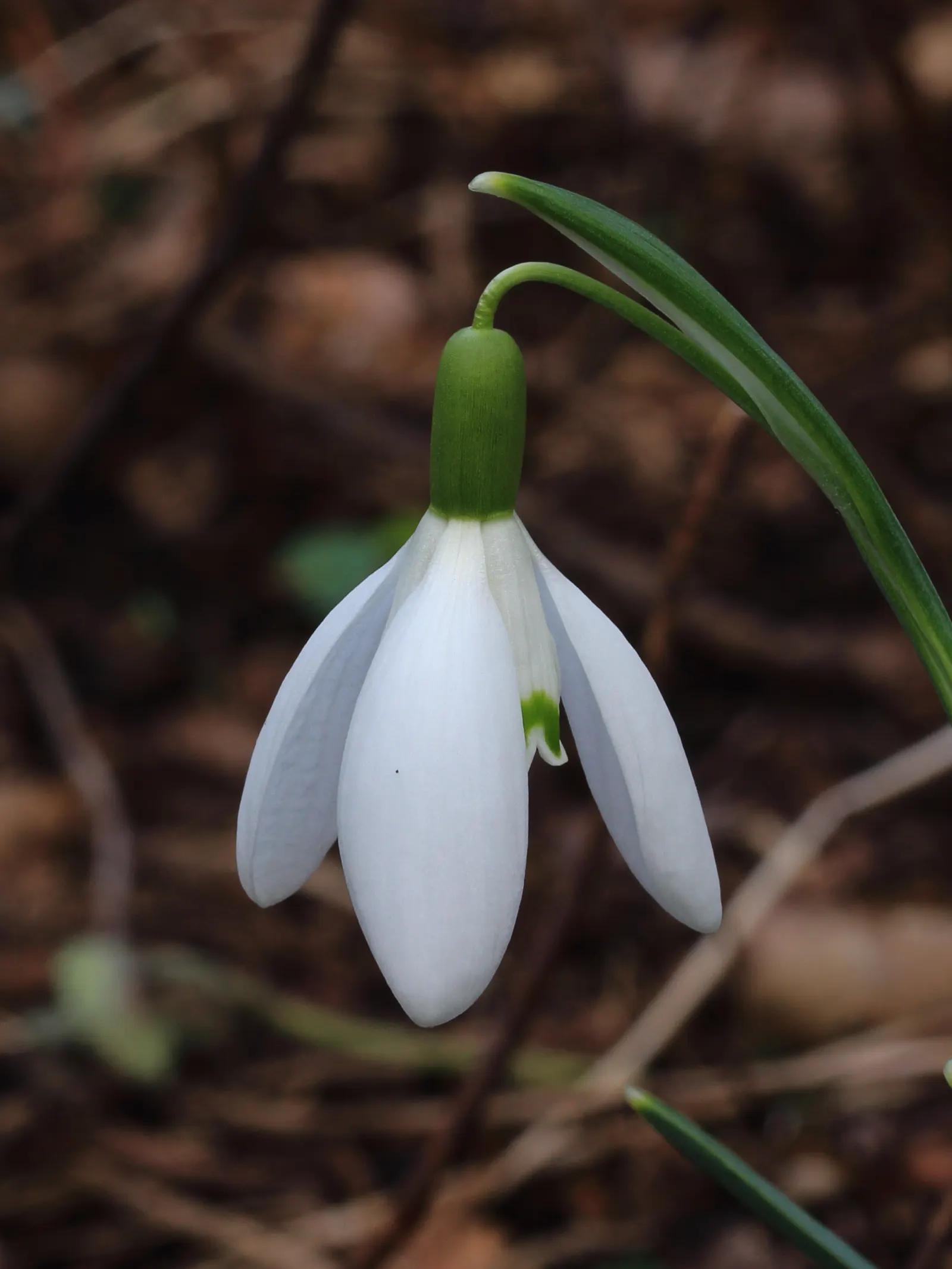 Snow Drop (Galanthus Nivalis) — Galanthus nivalis offers early-season nectar for pollinators