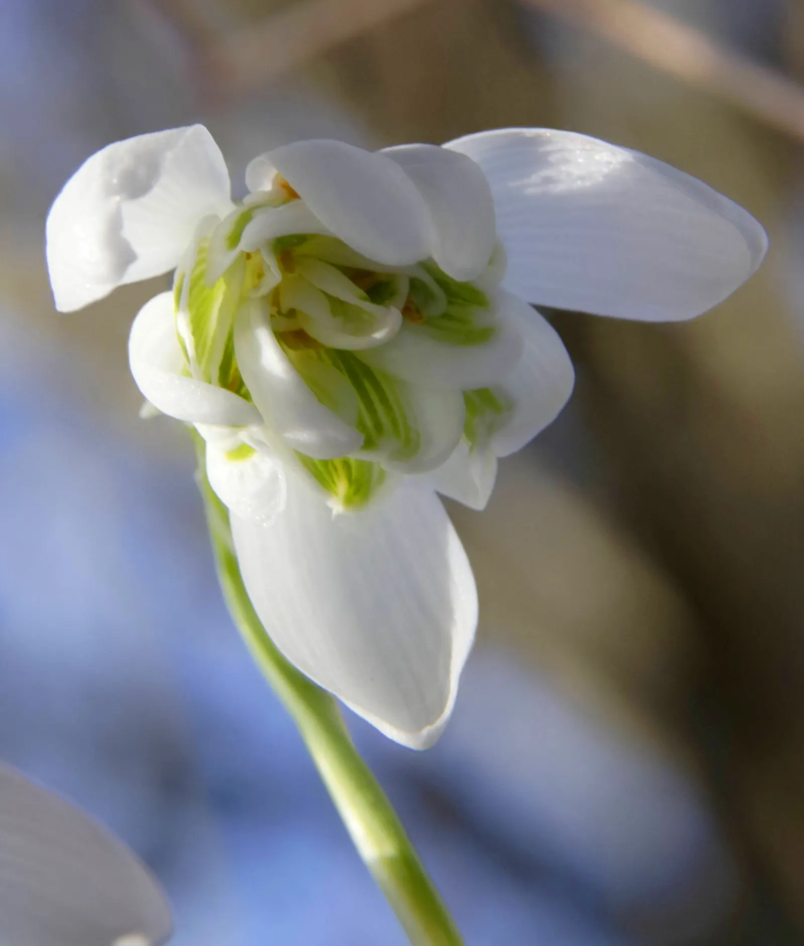 Snow Drop (Galanthus Nivalis) — As a cold-hardy plant, they can tolerate temperatures down to USDA Hardiness Zones 3-7; white flowers in the garden, image 118