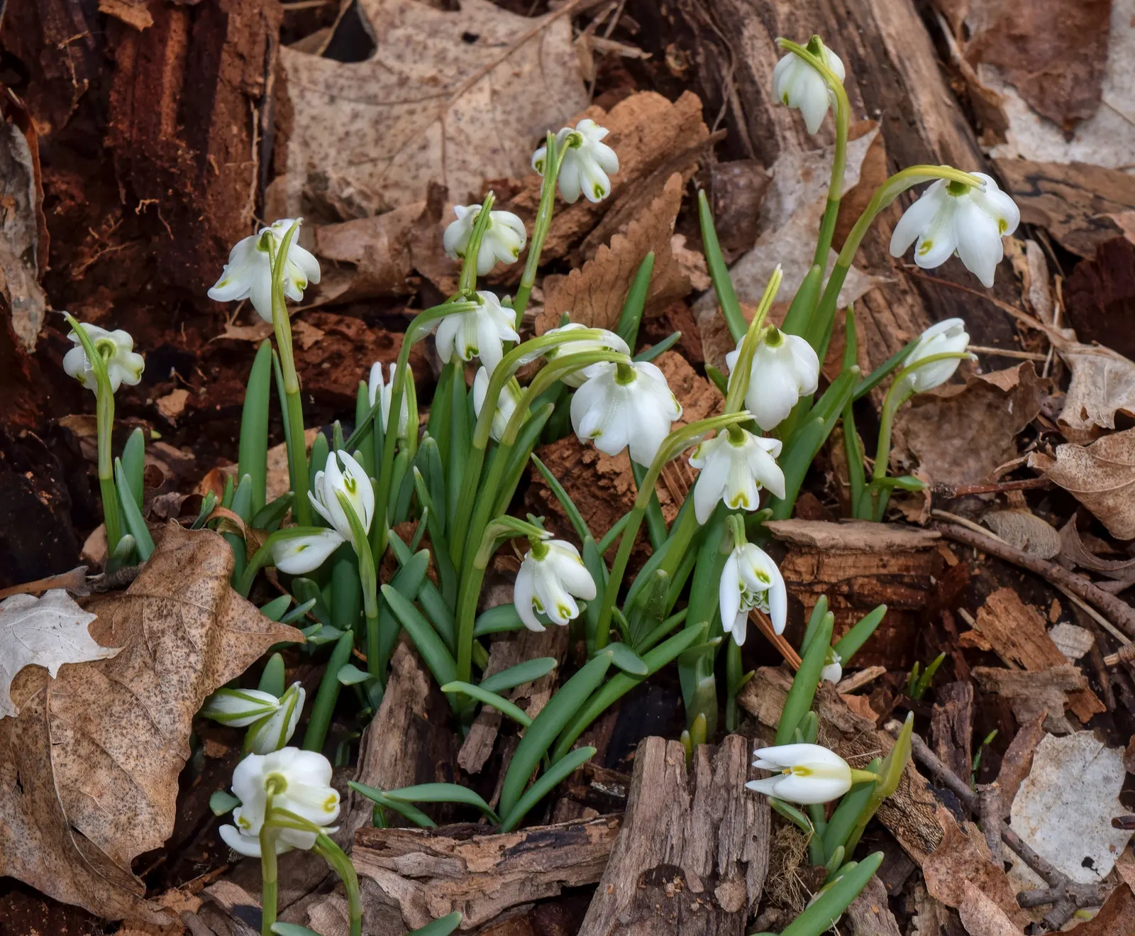 Snow Drop (Galanthus Nivalis) — Snowdrops prefer well-drained; heralding spring with delicate white, image 115