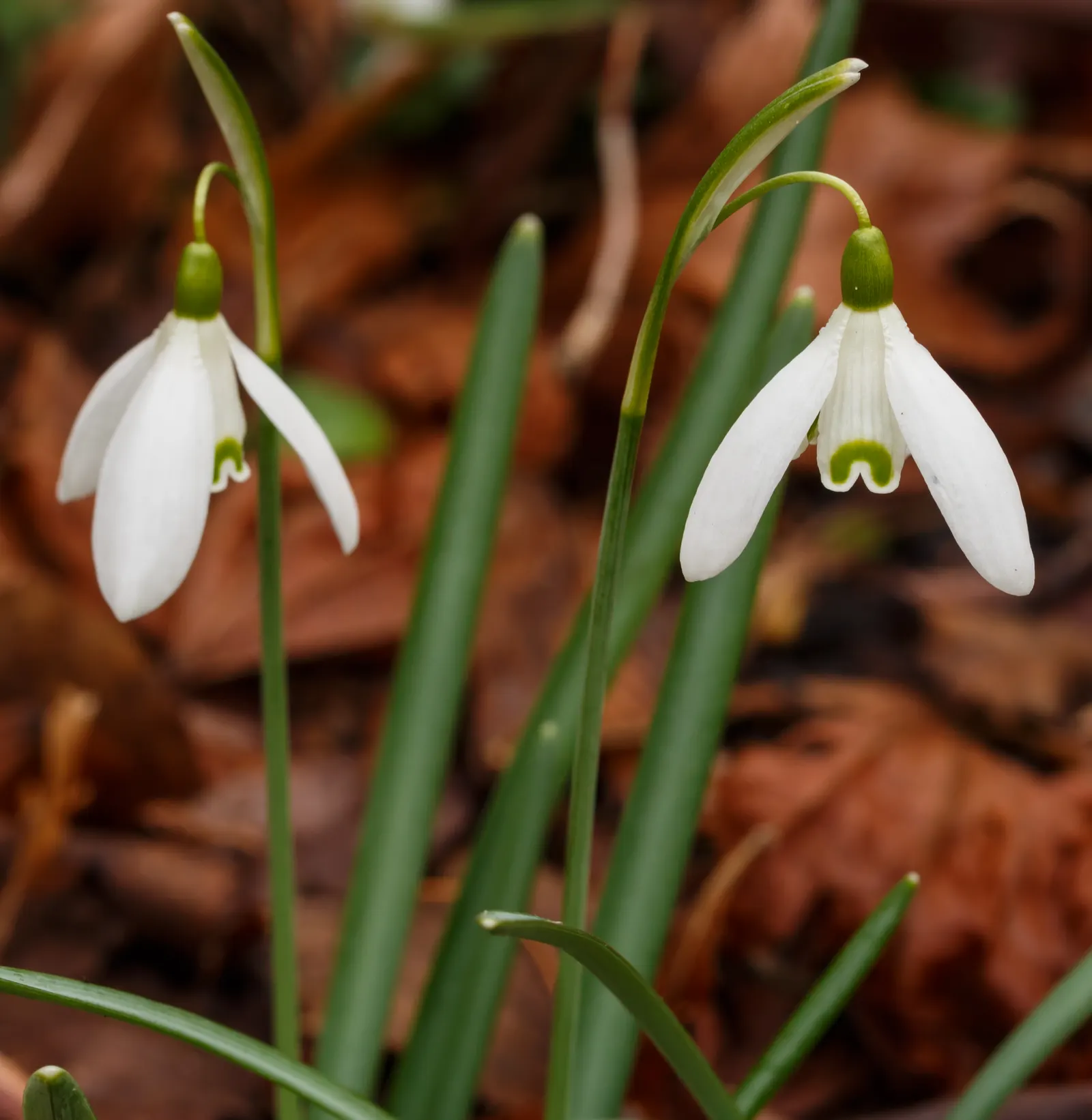 Snow Drop (Galanthus Nivalis) — bulbous plants native to Europe and Asia Minor; reaching 3-6 inches in height, each stem supports a solitary, image 58