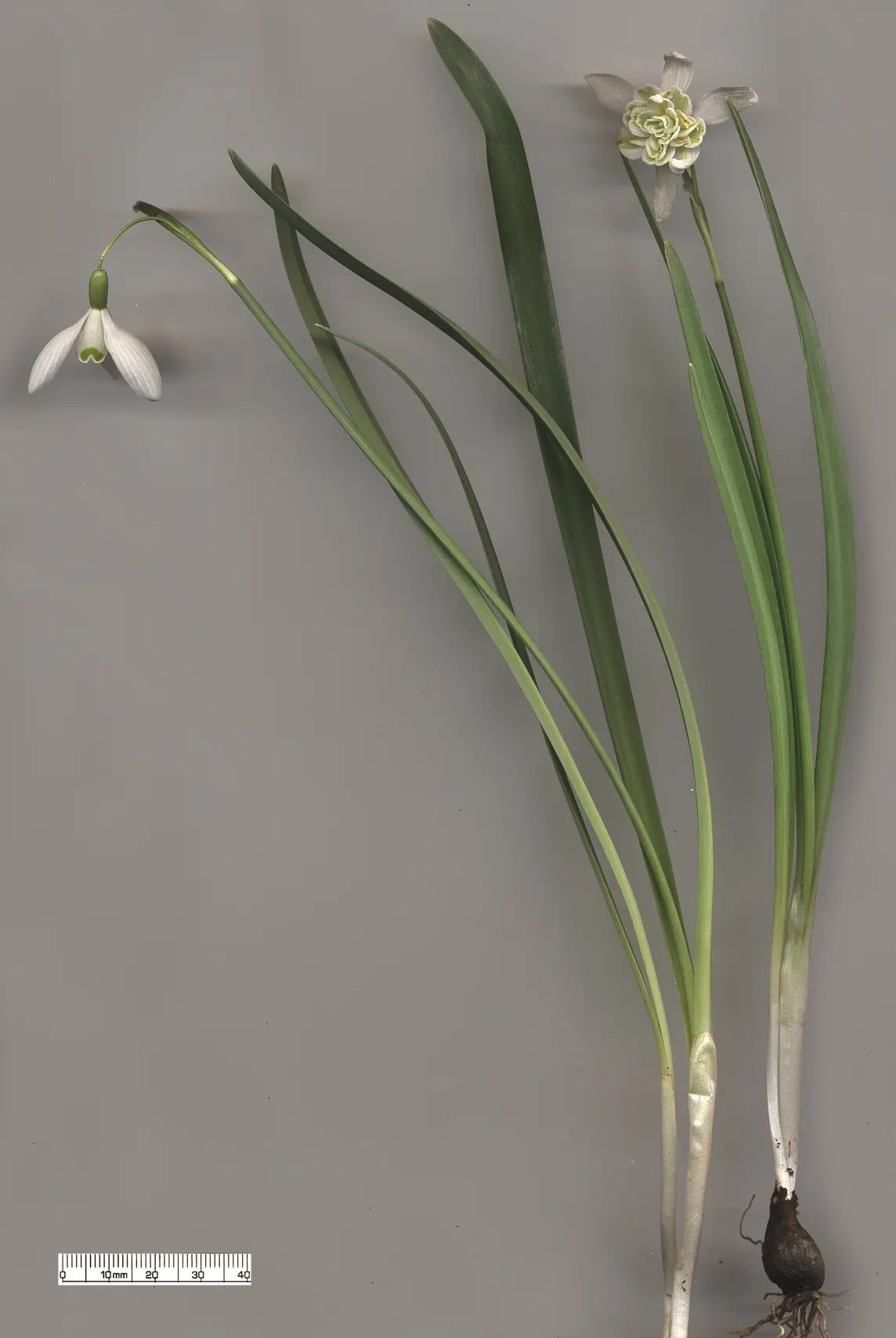 Snow Drop (Galanthus Nivalis) — heralding spring with delicate white; the flower's charm is accentuated by its six tepals: the outer three are pure, image 102