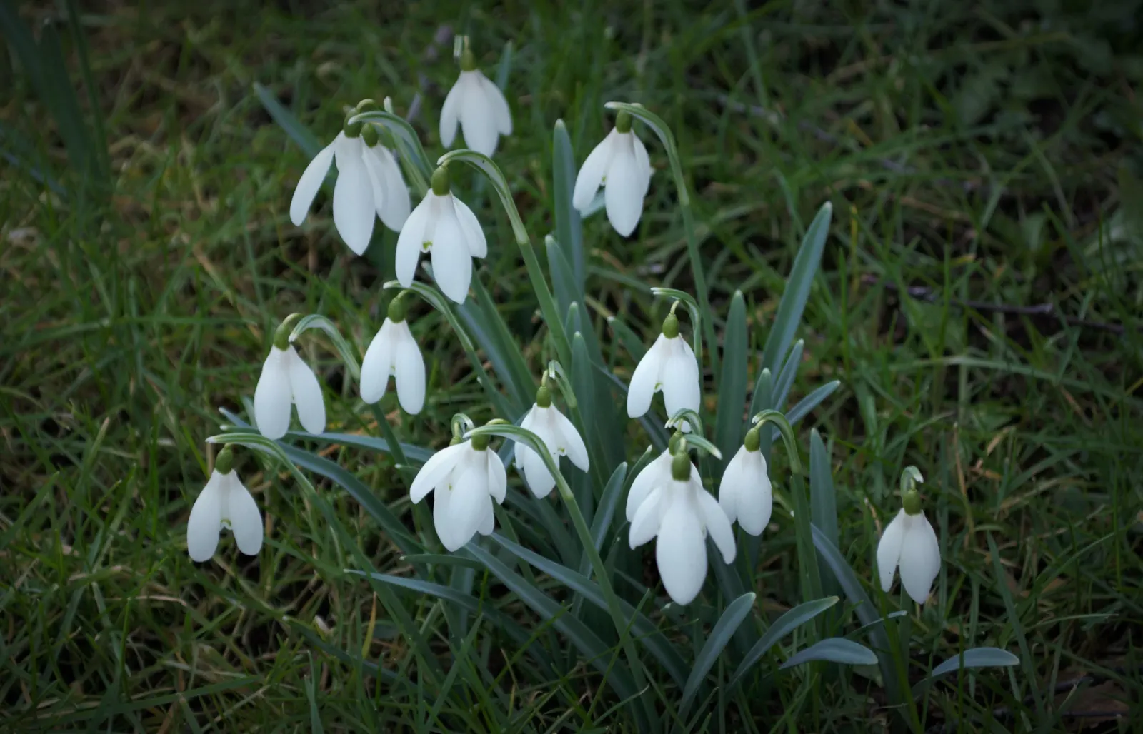 Snow Drop (Galanthus Nivalis) — allowing the bulbs to winterize and prepare for their early-blooming spectacle; while the inner trio are smaller, image 95