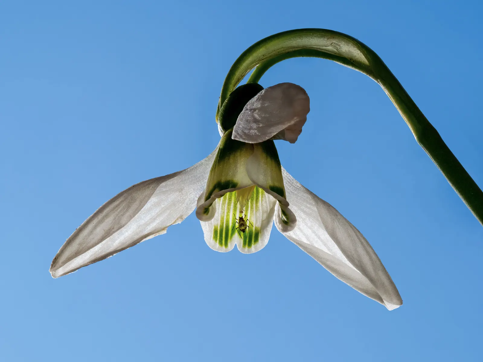 Snow Drop (Galanthus Nivalis) — white flowers in the garden; bulbous plants native to Europe and Asia Minor, image 73
