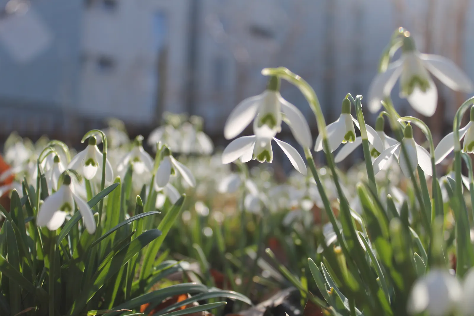 Snow Drop (Galanthus Nivalis) — As a cold-hardy plant, they can tolerate temperatures down to USDA Hardiness Zones 3-7; white flowers in the garden, image 68