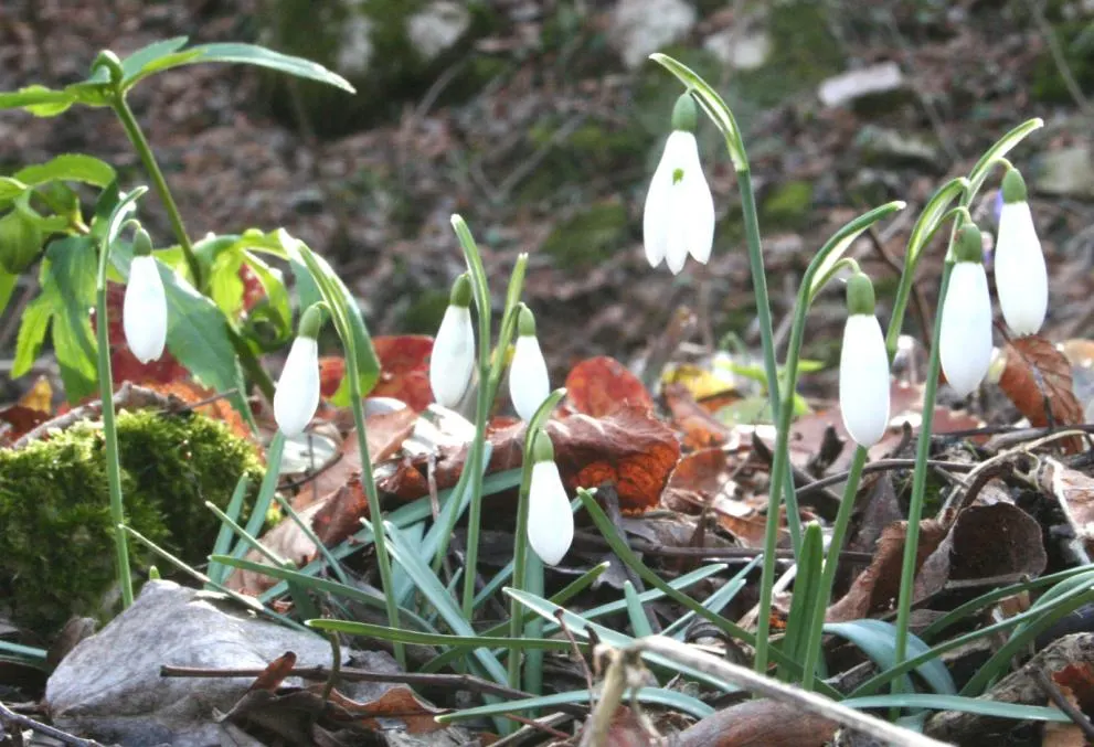 Snow Drop (Galanthus Nivalis) — They are best planted in fall