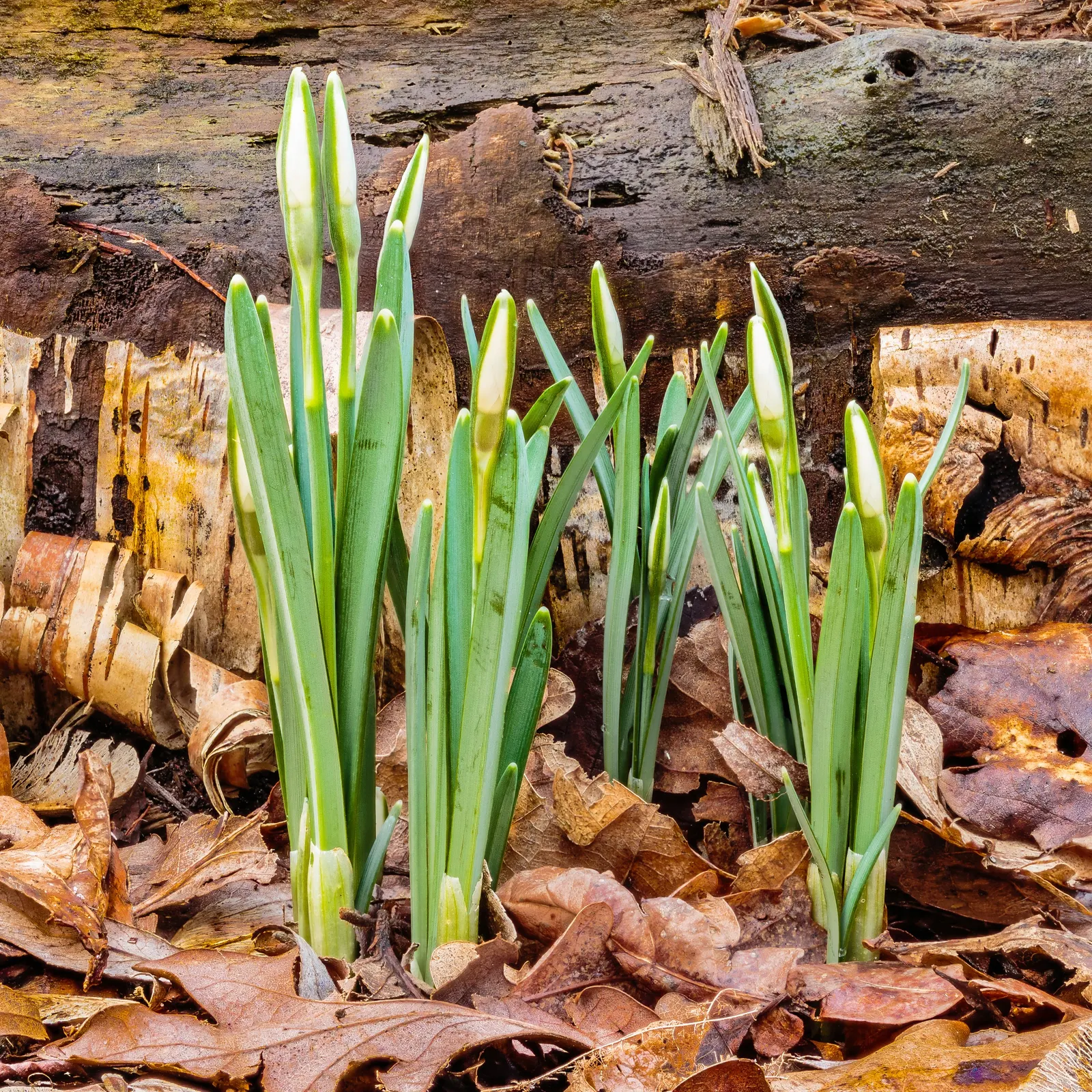 Snow Drop (Galanthus Nivalis) — scientifically named Galanthus nivalis; galanthus nivalis offers early-season nectar for pollinators, image 107