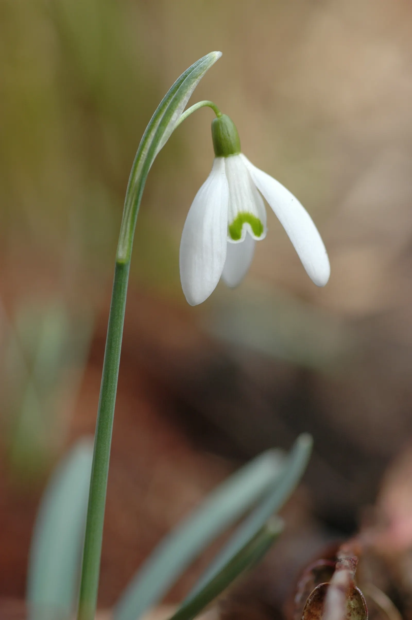 Snow Drop (Galanthus Nivalis) — heralding spring with delicate white