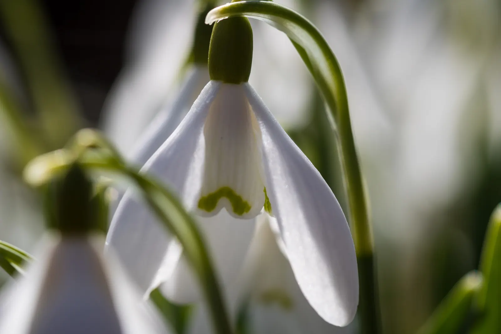 Snow Drop (Galanthus Nivalis) — Hardy in zones 3-8, they provide a low-maintenance accent in woodland gardens and borders; nivalis consists of two, image 81