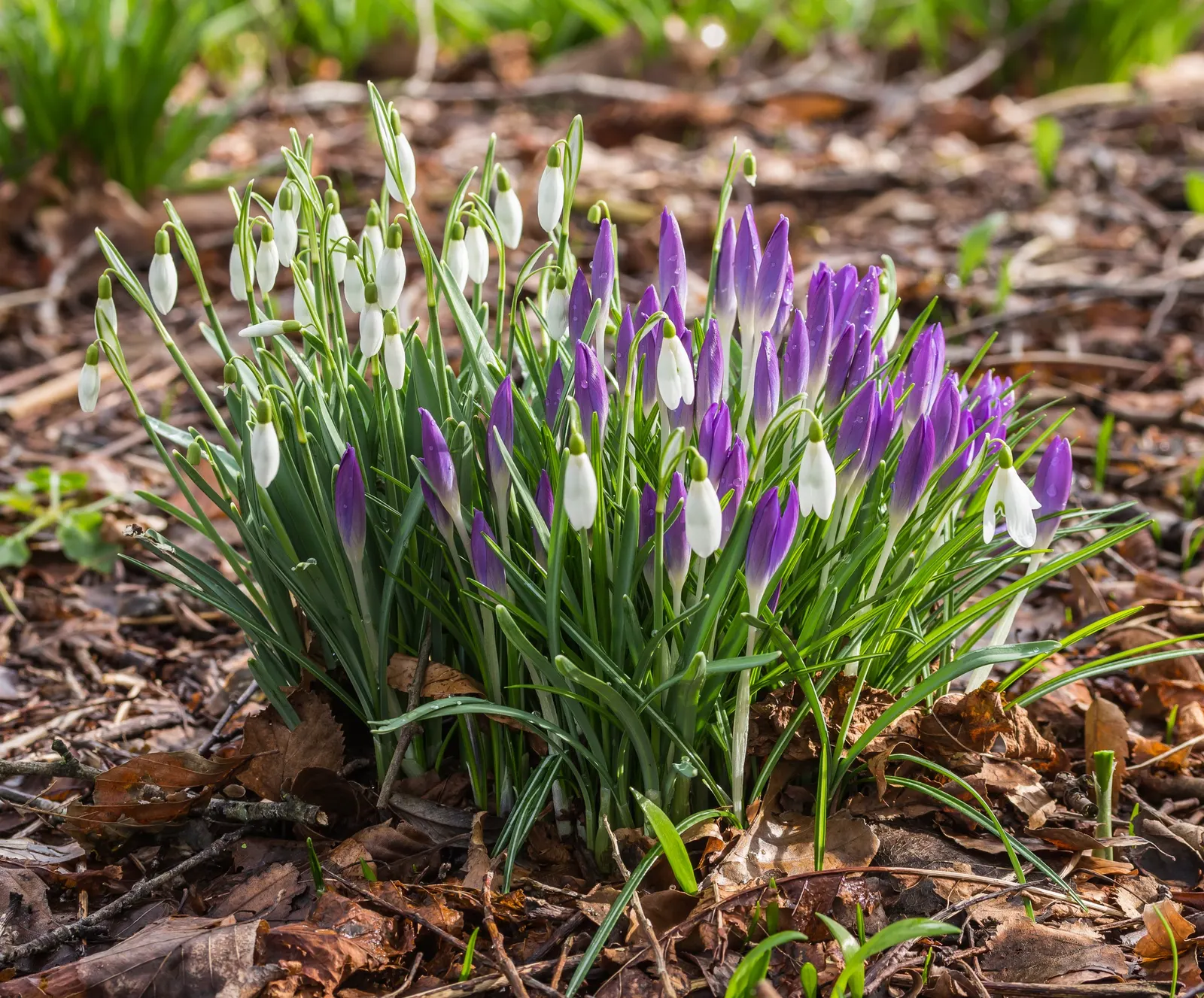 Snow Drop (Galanthus Nivalis) — The flower's charm is accentuated by its six tepals: the outer three are pure white