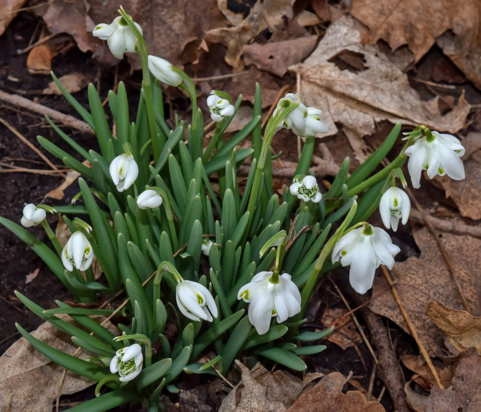 Snow Drop (Galanthus Nivalis) — white flowers in the garden; bulbous plants native to Europe and Asia Minor, image 123