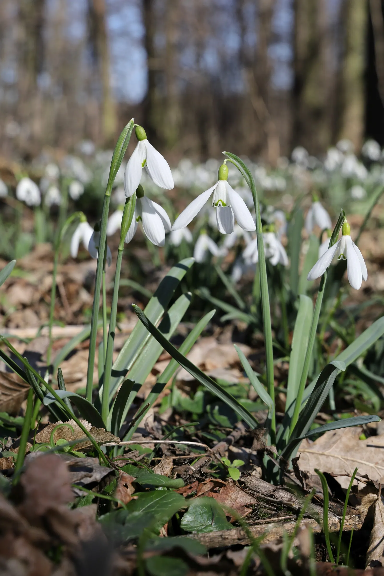 Snow Drop (Galanthus Nivalis) — nivalis consists of two or three basal leaves, narrow and grayish-green, stretching 3-5 inches in length; allowing, image 139