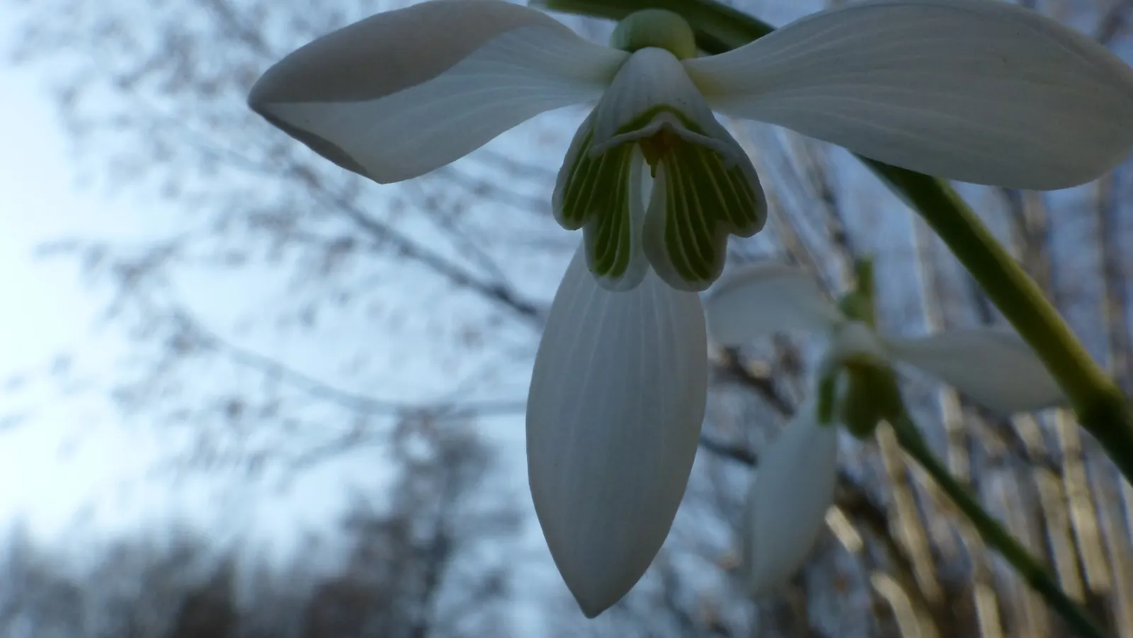 Snow Drop (Galanthus Nivalis) — white flowers in the garden; bulbous plants native to Europe and Asia Minor