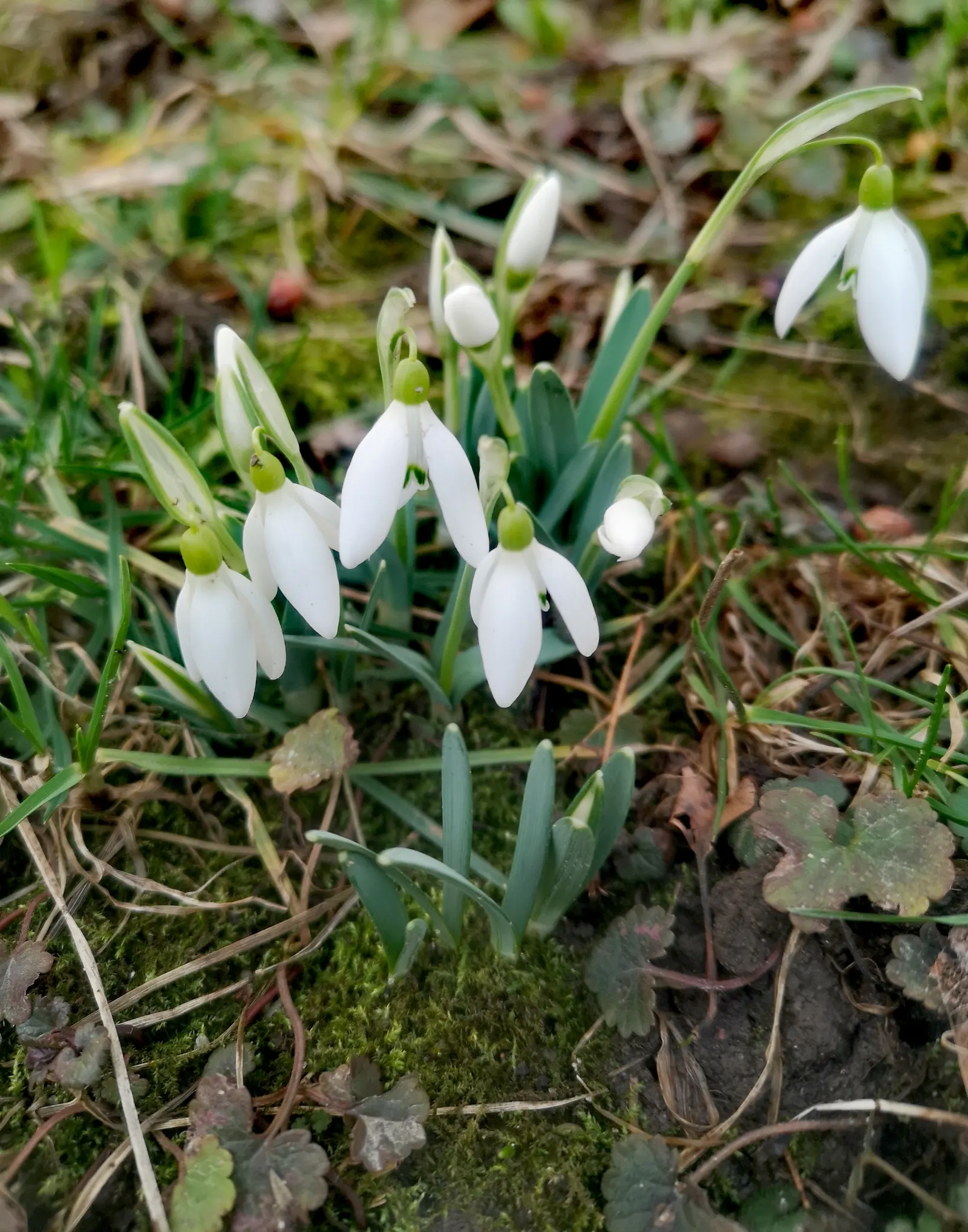Snow Drop (Galanthus Nivalis) — and its role in a landscape transcends mere aesthetics by supporting the local ecosystem; the Snowdrop (Galanthus, image 122