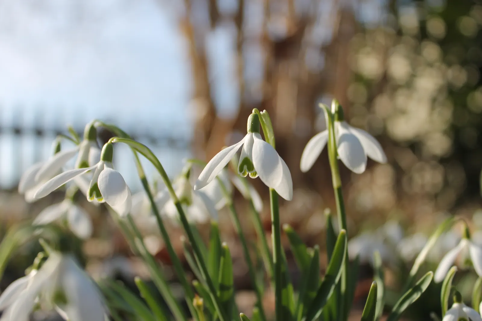Snow Drop (Galanthus Nivalis) — Snowdrops prefer well-drained; heralding spring with delicate white