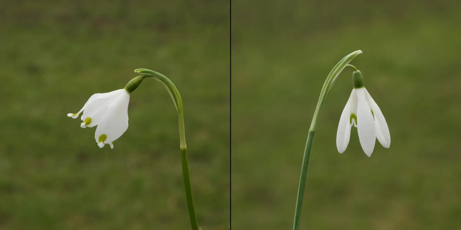 Snow Drop (Galanthus Nivalis) — allowing the bulbs to winterize and prepare for their early-blooming spectacle