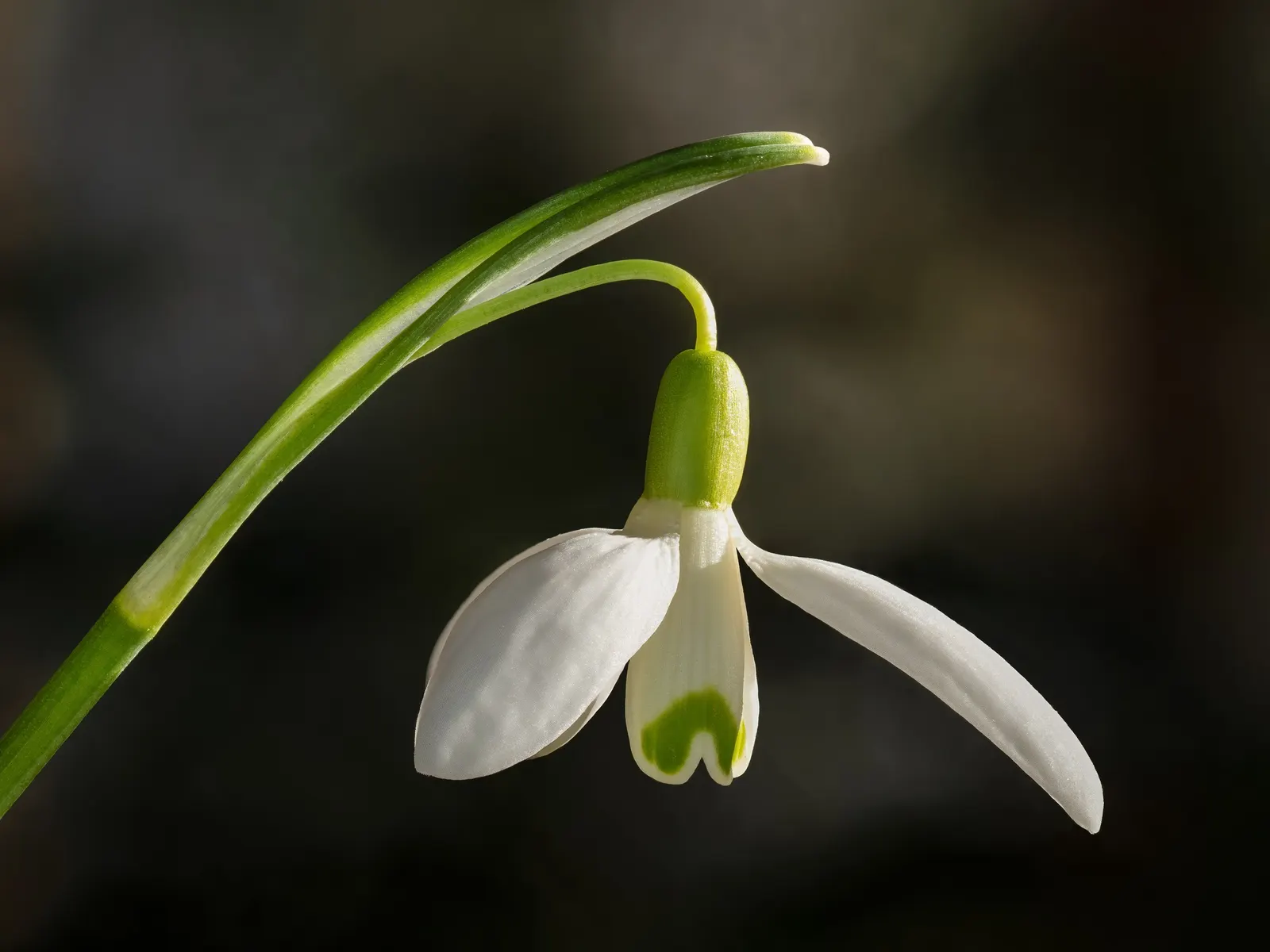 Snow Drop (Galanthus Nivalis) — often with distinctive green markings at their tips.<br><br>The foliage of G, image 63