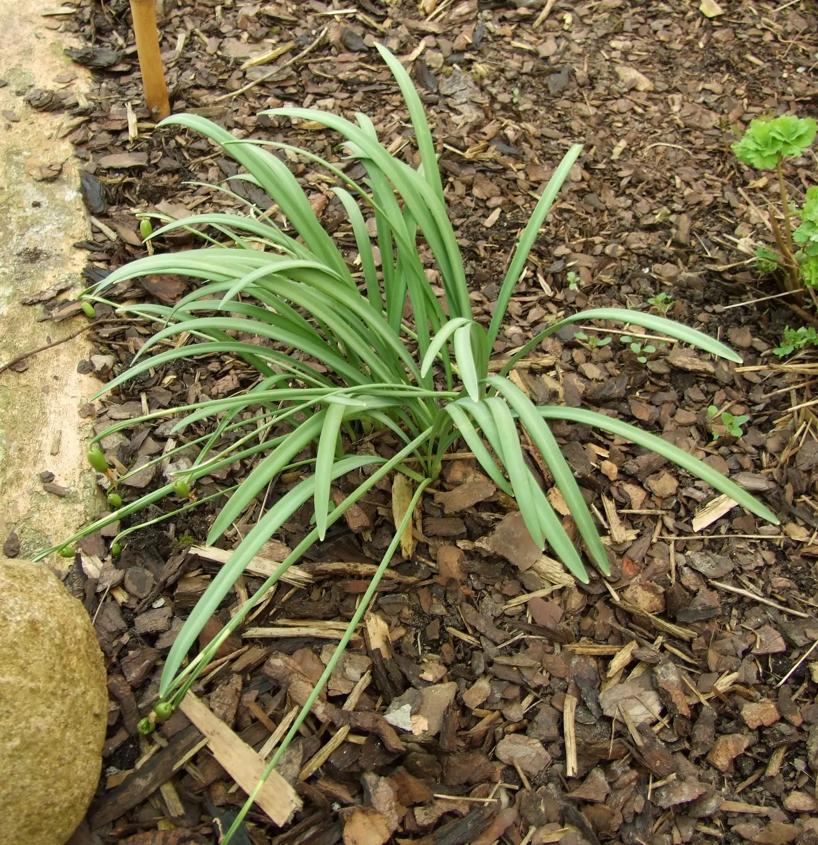 Snow Drop (Galanthus Nivalis) — Hardy in zones 3-8, they provide a low-maintenance accent in woodland gardens and borders; nivalis consists of two, image 106