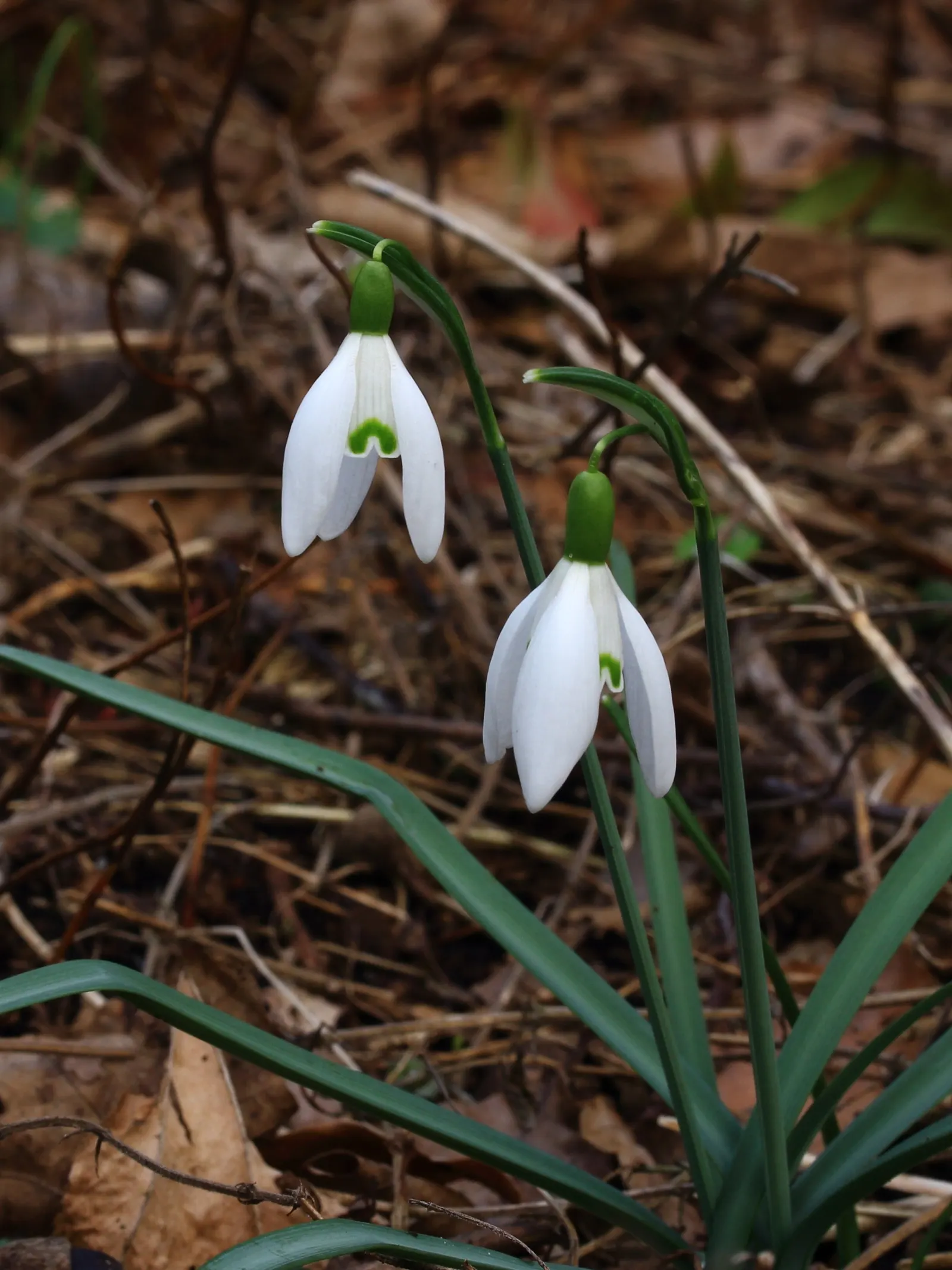 Snow Drop (Galanthus Nivalis) — scientifically named Galanthus nivalis; galanthus nivalis offers early-season nectar for pollinators, image 82
