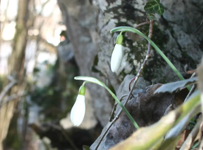 Snow Drop (Galanthus Nivalis) — They are renowned for their distinctive nodding white flowers that are a harbinger of spring; each bulb produces a, image 109