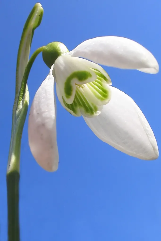 Snow Drop (Galanthus Nivalis) — They are renowned for their distinctive nodding white flowers that are a harbinger of spring; each bulb produces a singular