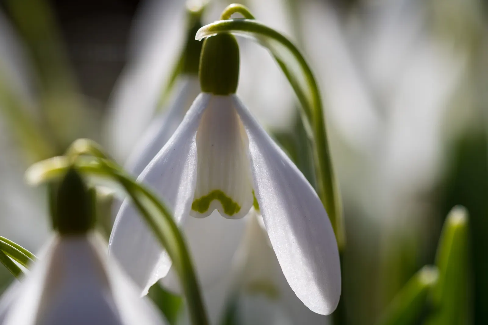 Snow Drop (Galanthus Nivalis) — making them ideal for woodland gardens or naturalized areas