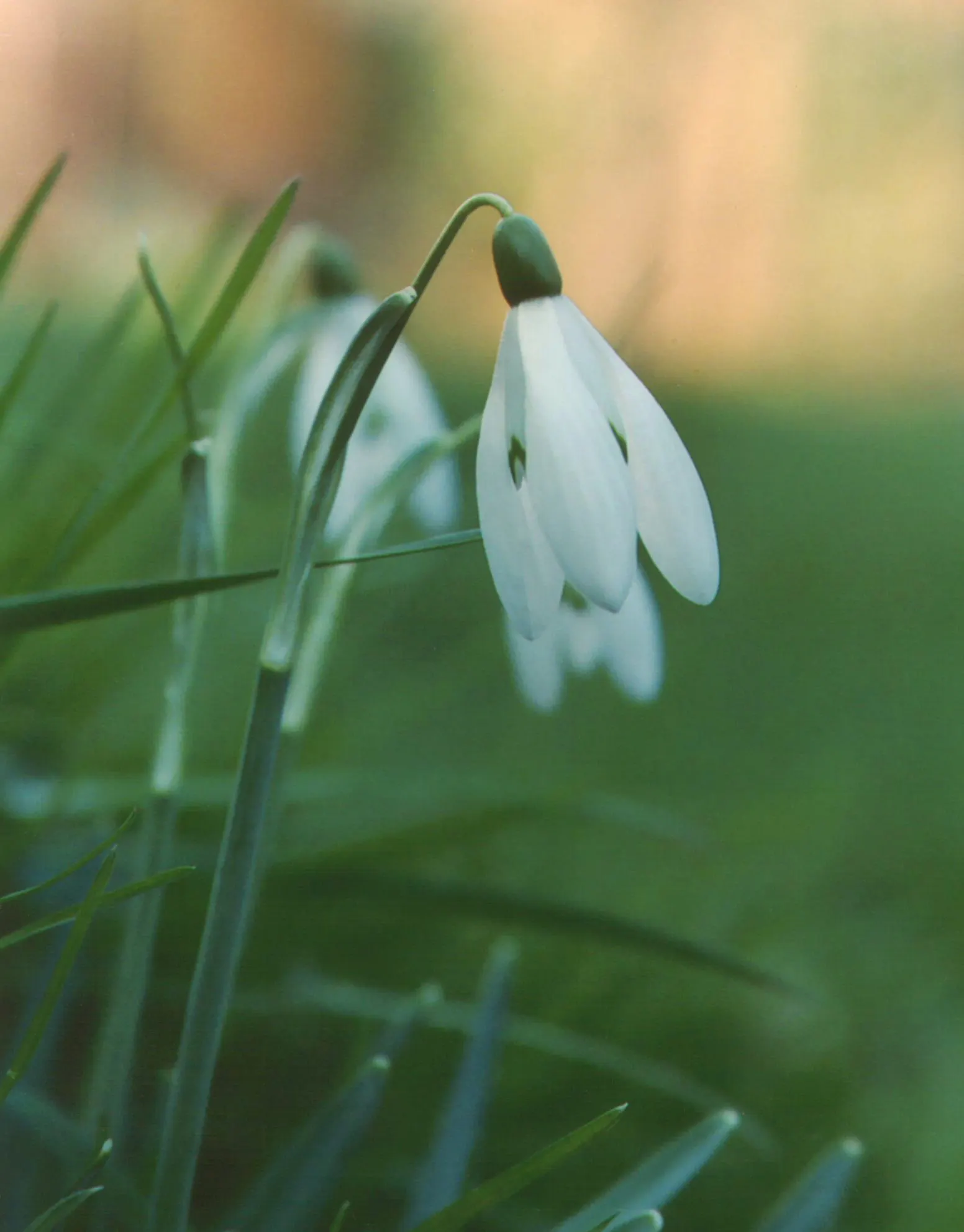Snow Drop (Galanthus Nivalis) — nivalis consists of two or three basal leaves, narrow and grayish-green, stretching 3-5 inches in length; allowing, image 89