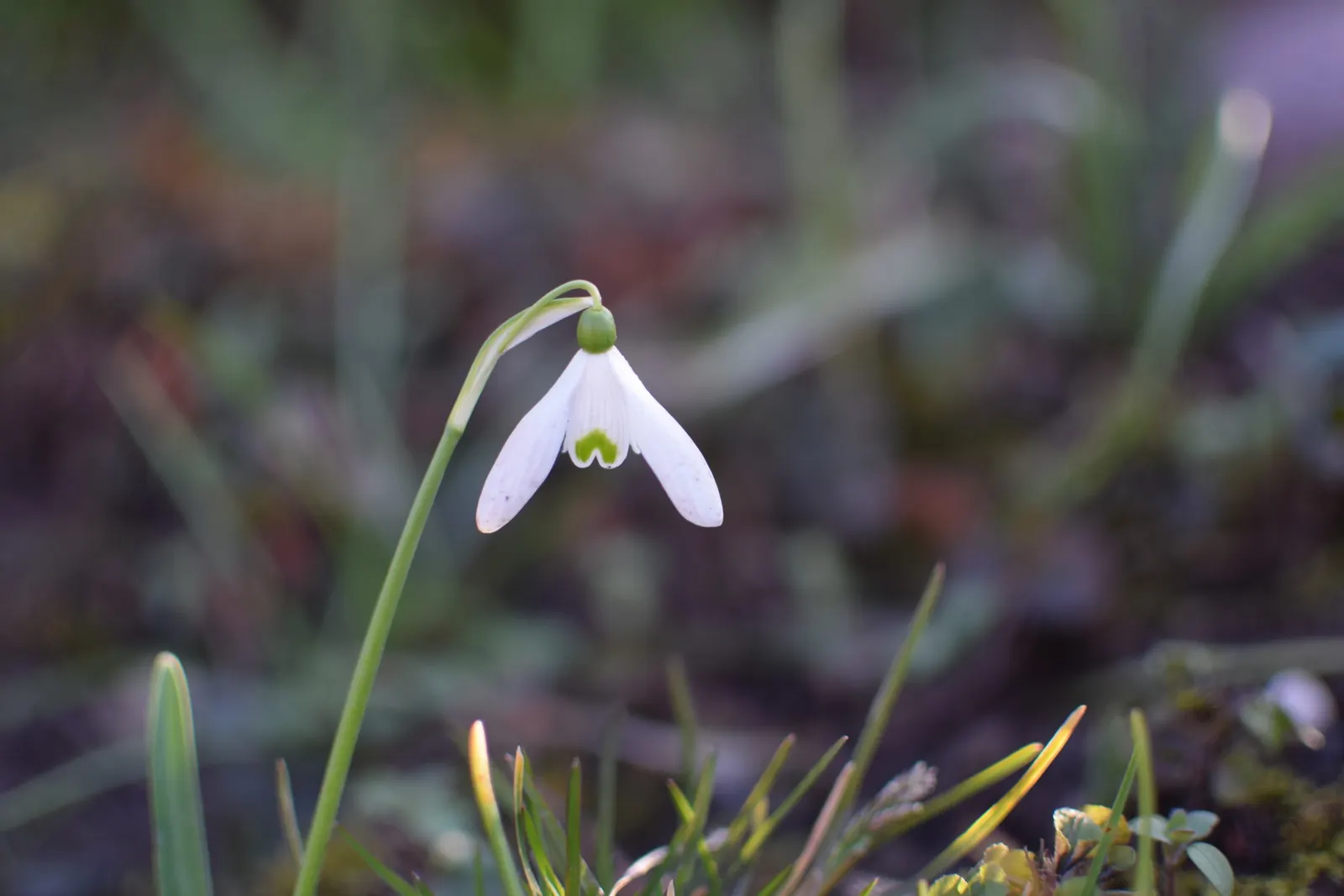 Snow Drop (Galanthus Nivalis) — humus-rich soils and thrive in partial to full shade