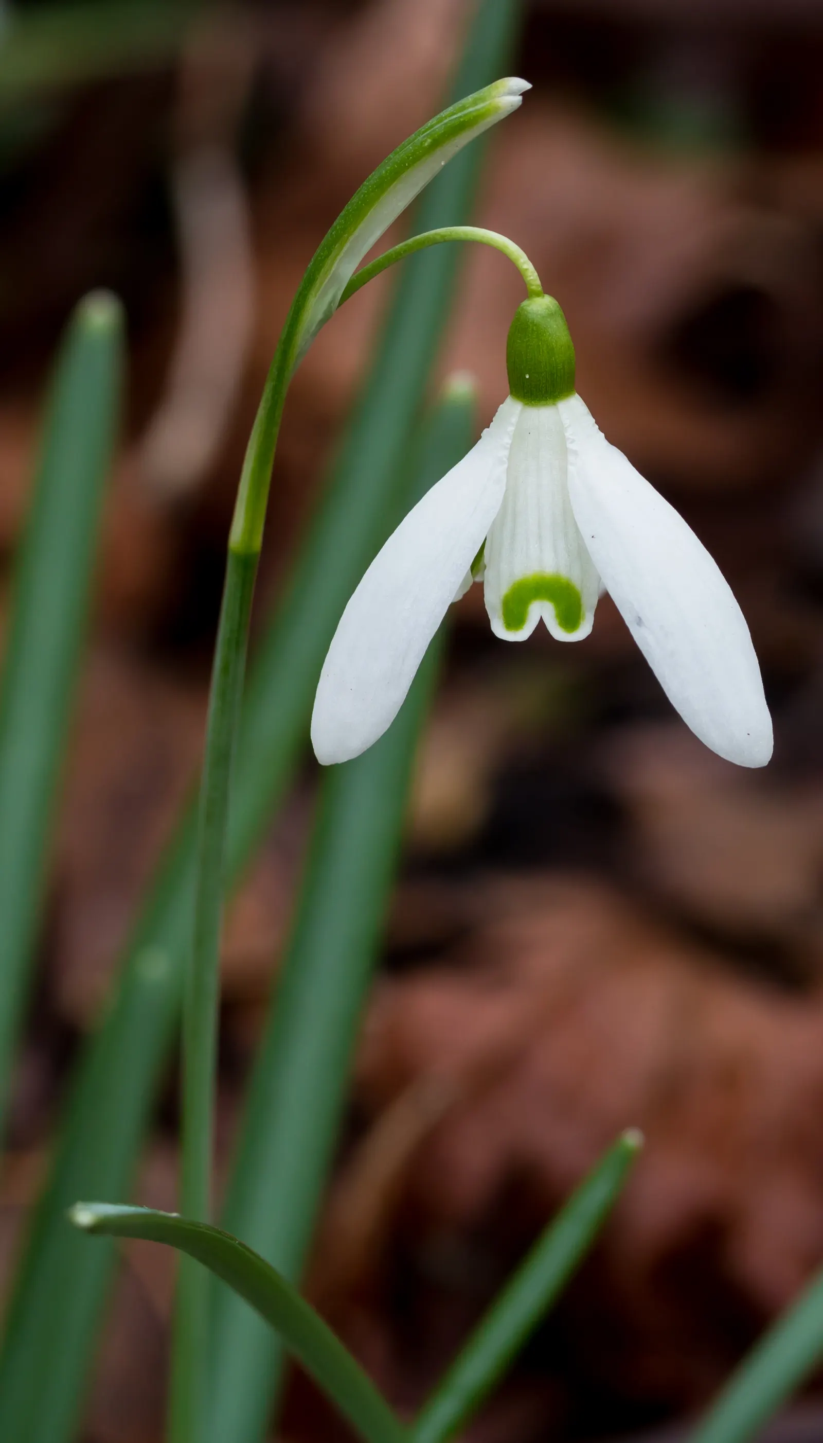 Snow Drop (Galanthus Nivalis) — The Snowdrop (Galanthus nivalis) is an early-blooming perennial; its slender, glaucous leaves emerge amidst cold, image 51