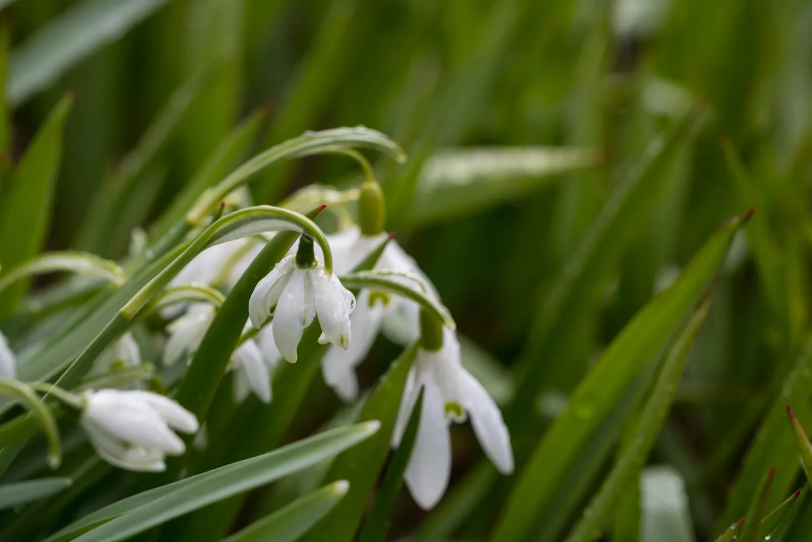 Snow Drop (Galanthus Nivalis) — Its slender, glaucous leaves emerge amidst cold weather, often through snow